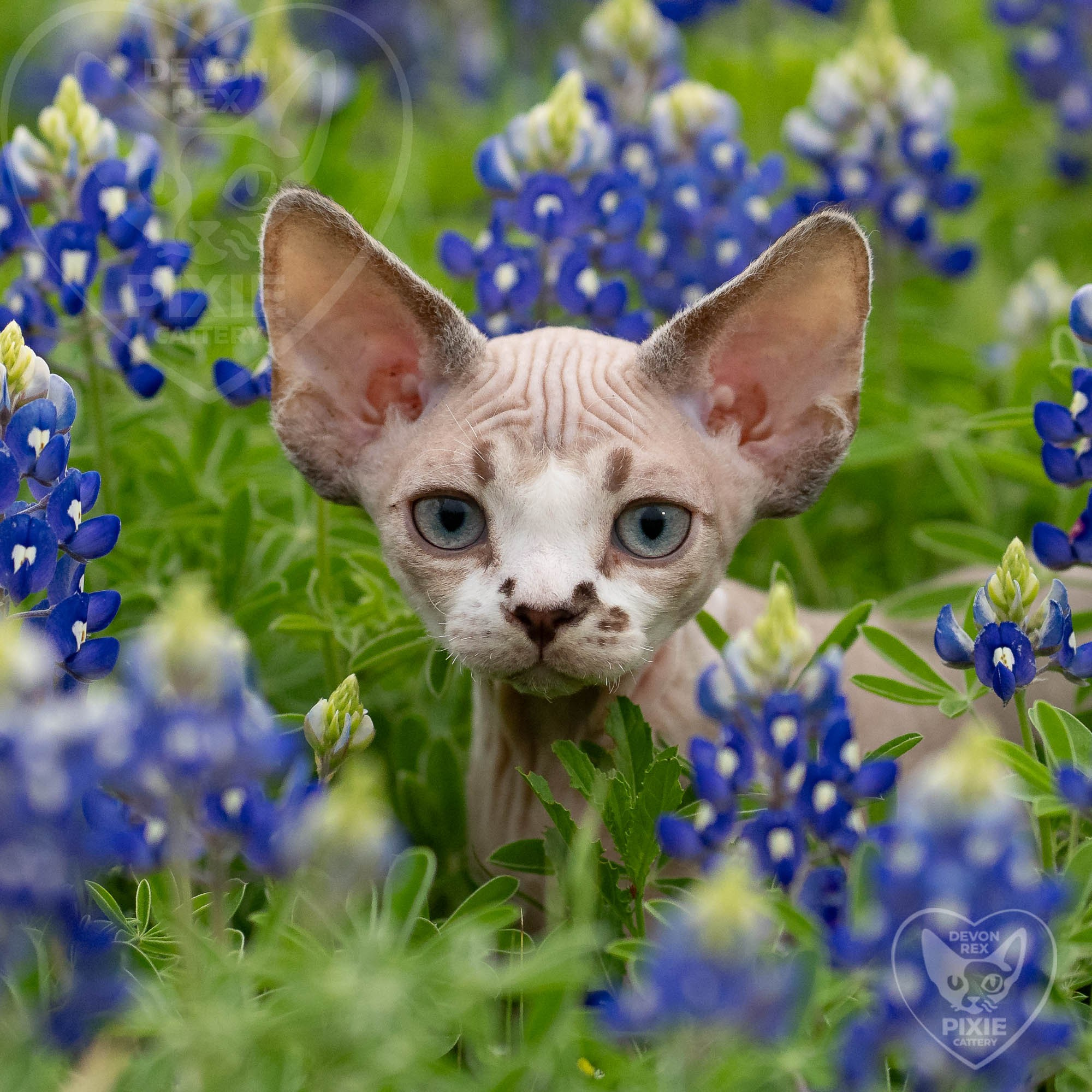 Frank, boy, born on 01.01.25. Devon Rex Pixie Cattery