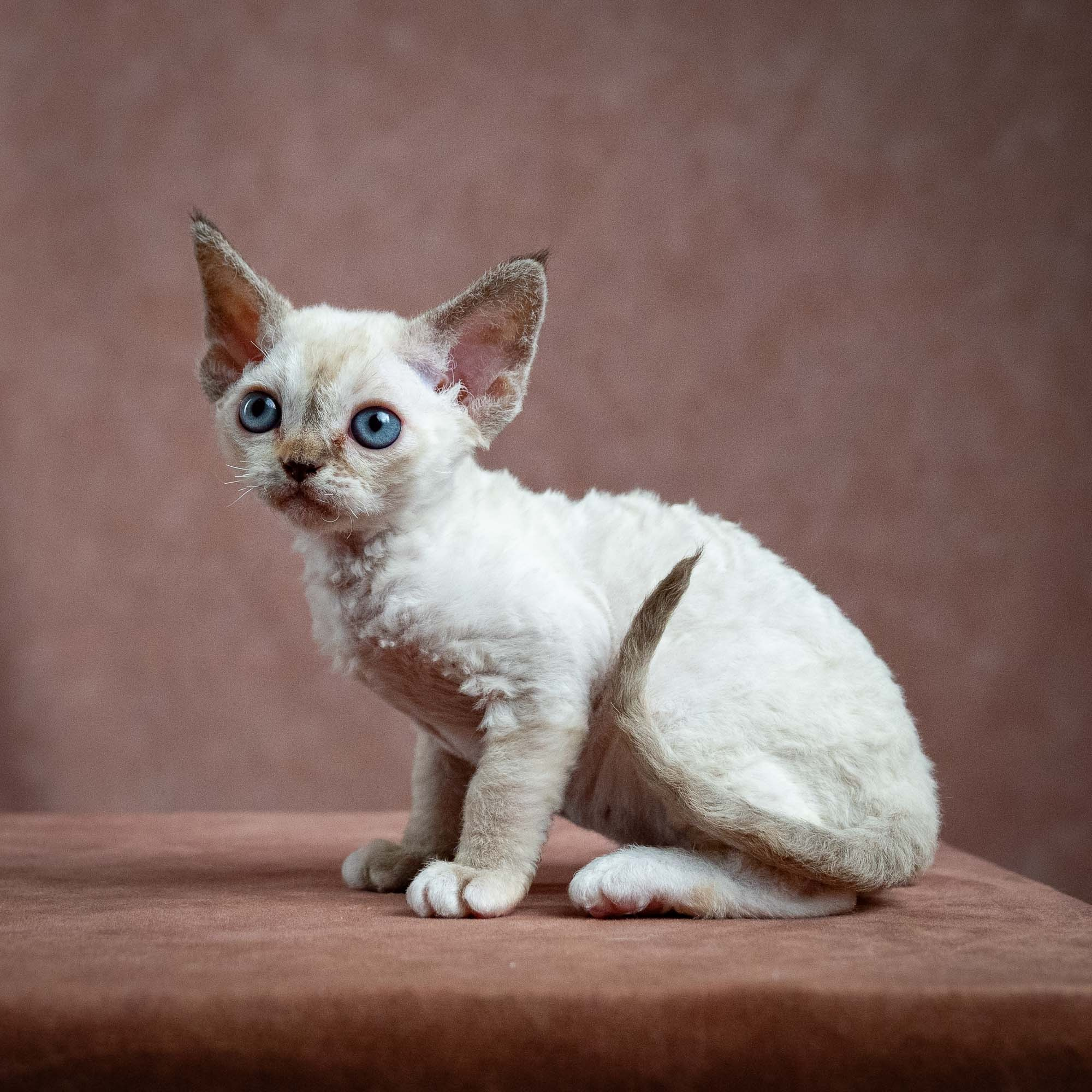 Lily, girl, born 12.20.2025. Devon Rex Pixie Cattery