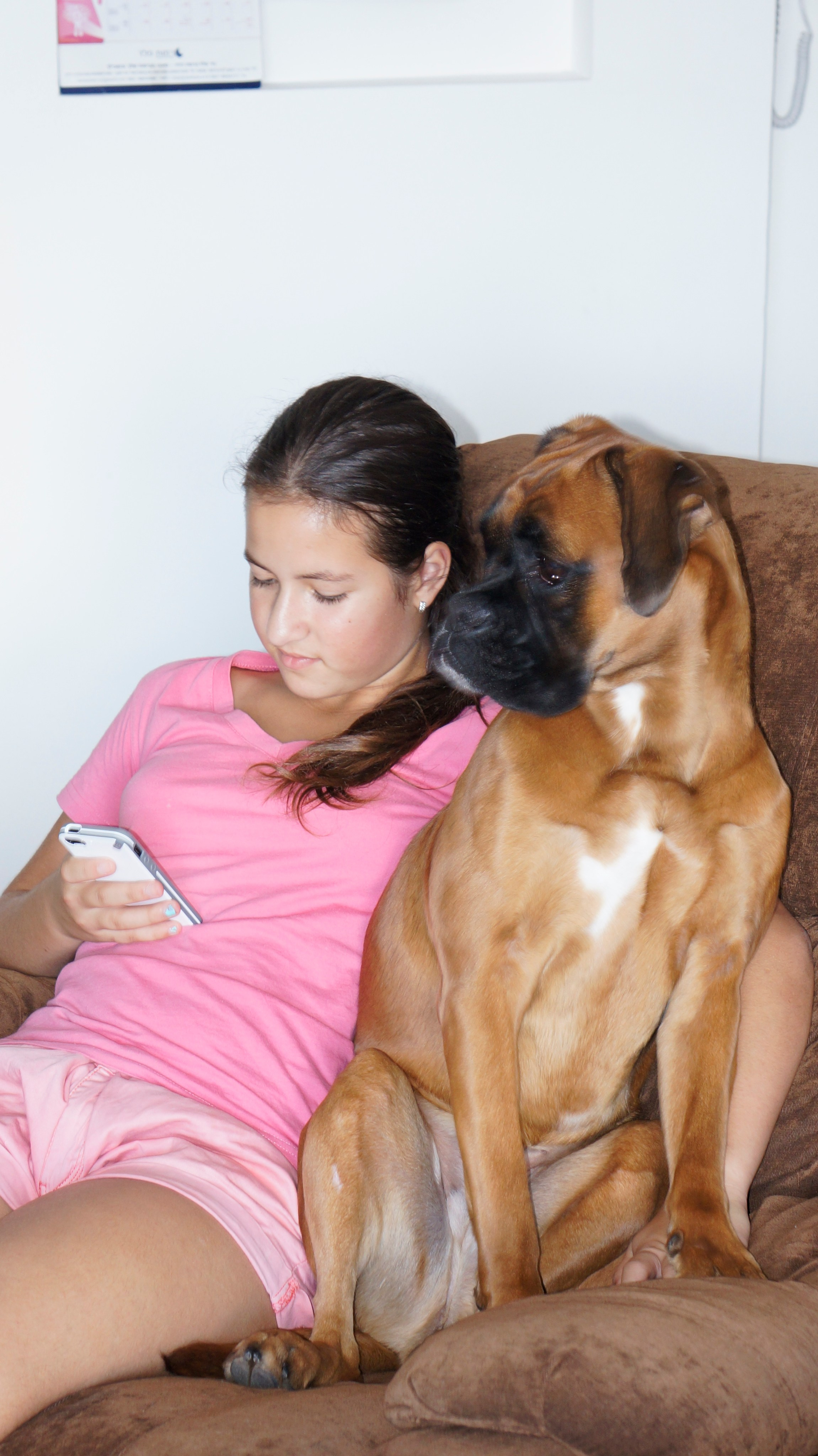 My ״Star״ Boxer Dog