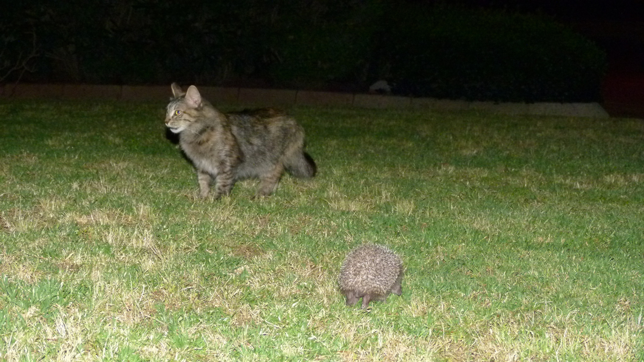 ISRAEL and beautiful people