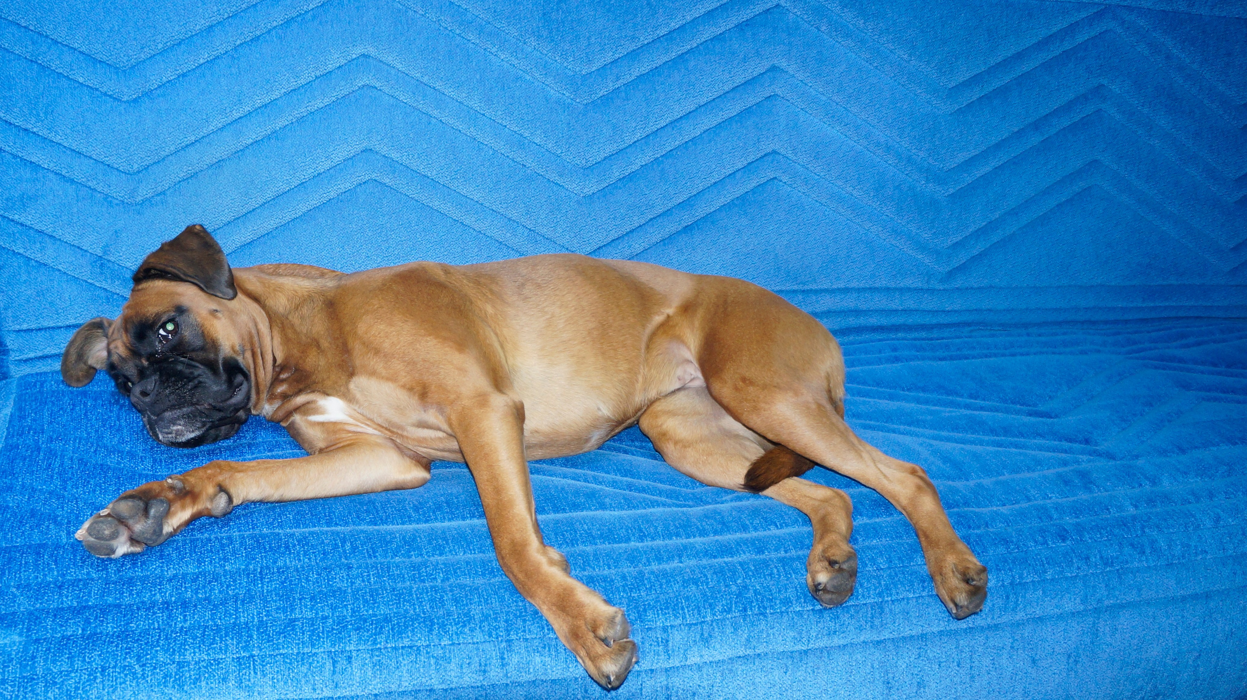 My ״Star״ Boxer Dog