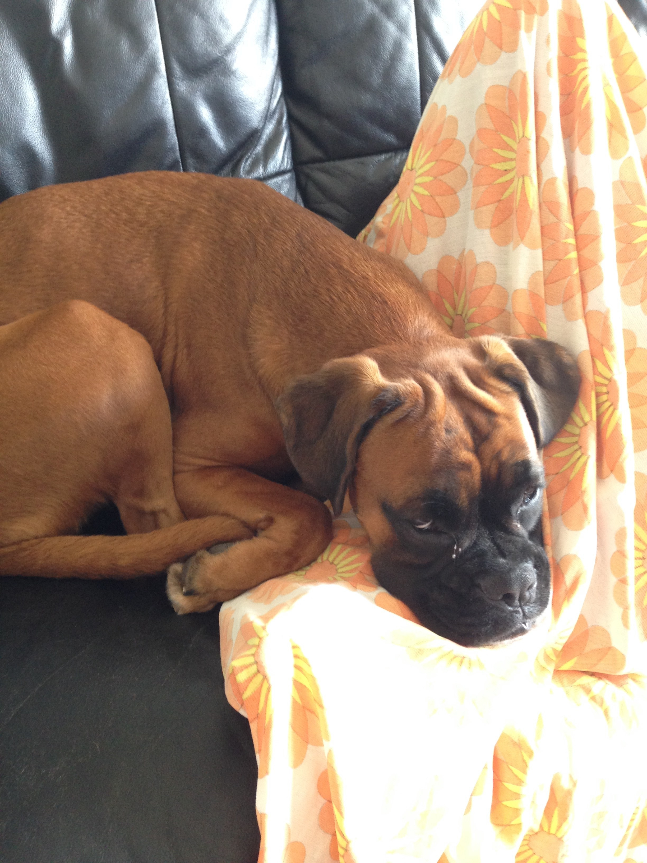 My ״Star״ Boxer Dog