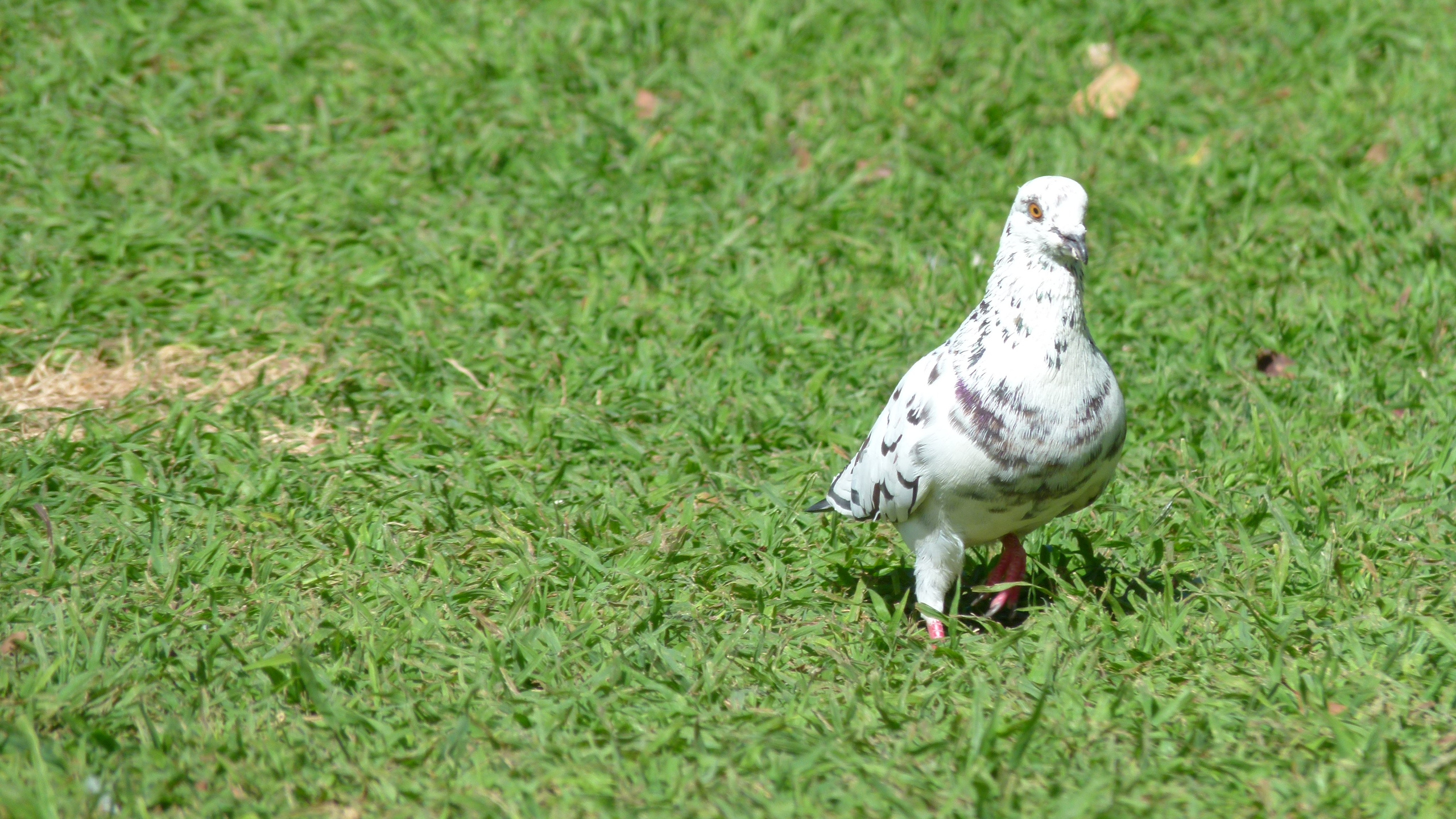 ISRAEL and beautiful people