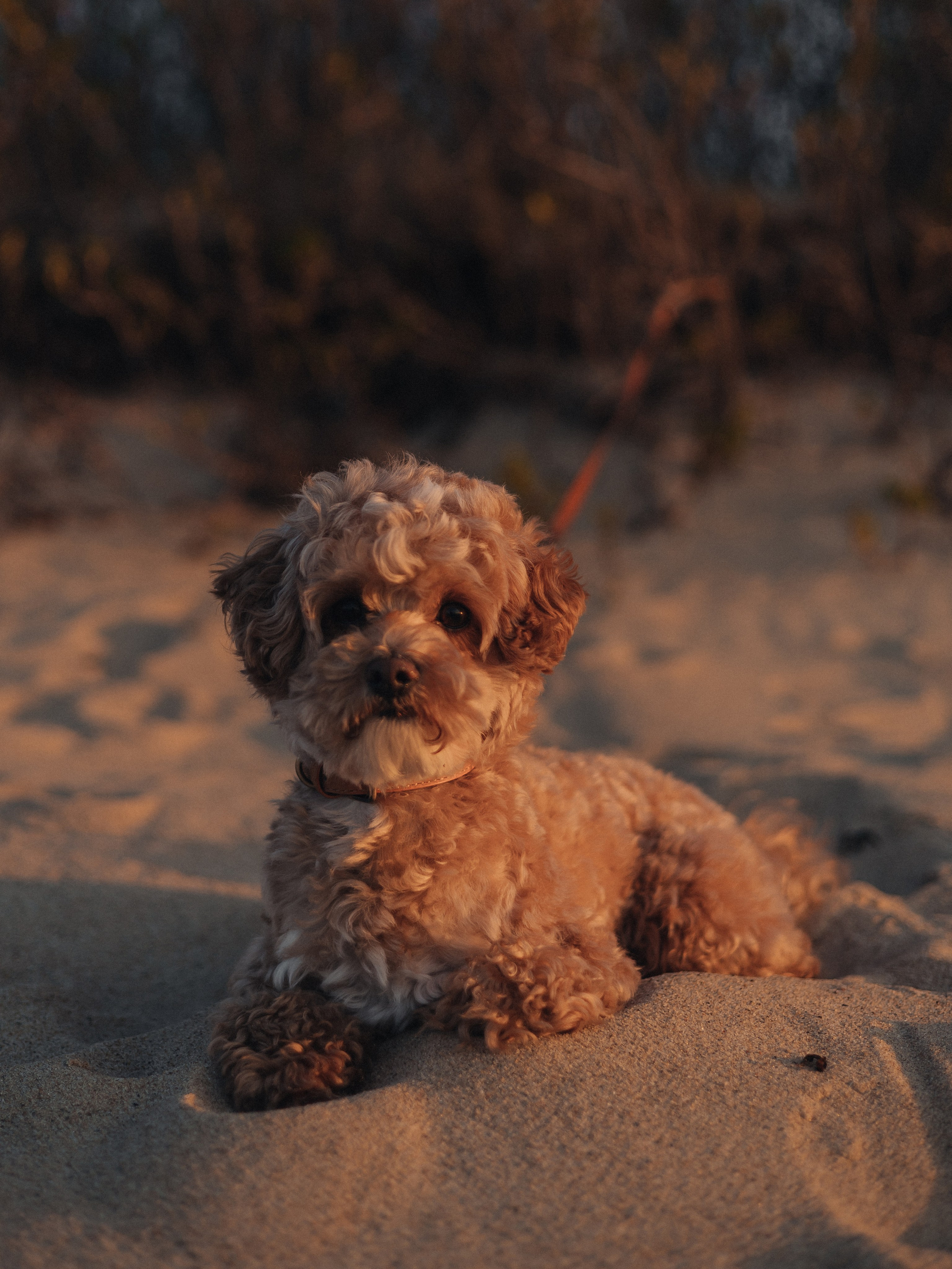 Катя, Никита и Монти. Семейный фотограф в Таллинне Дарья Кивимейстер