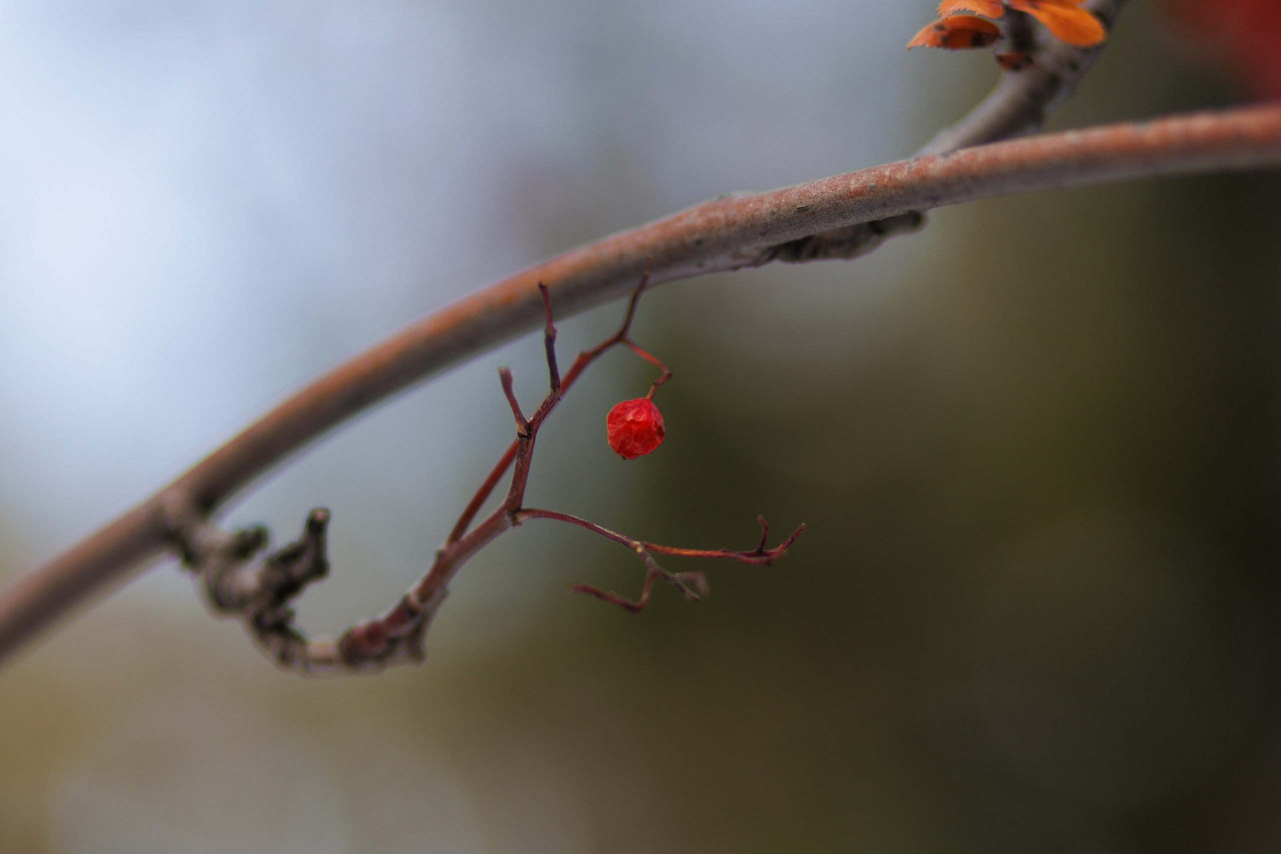 Nature. Portrait and Street photographer in Vilnius Edgar Shaipunas