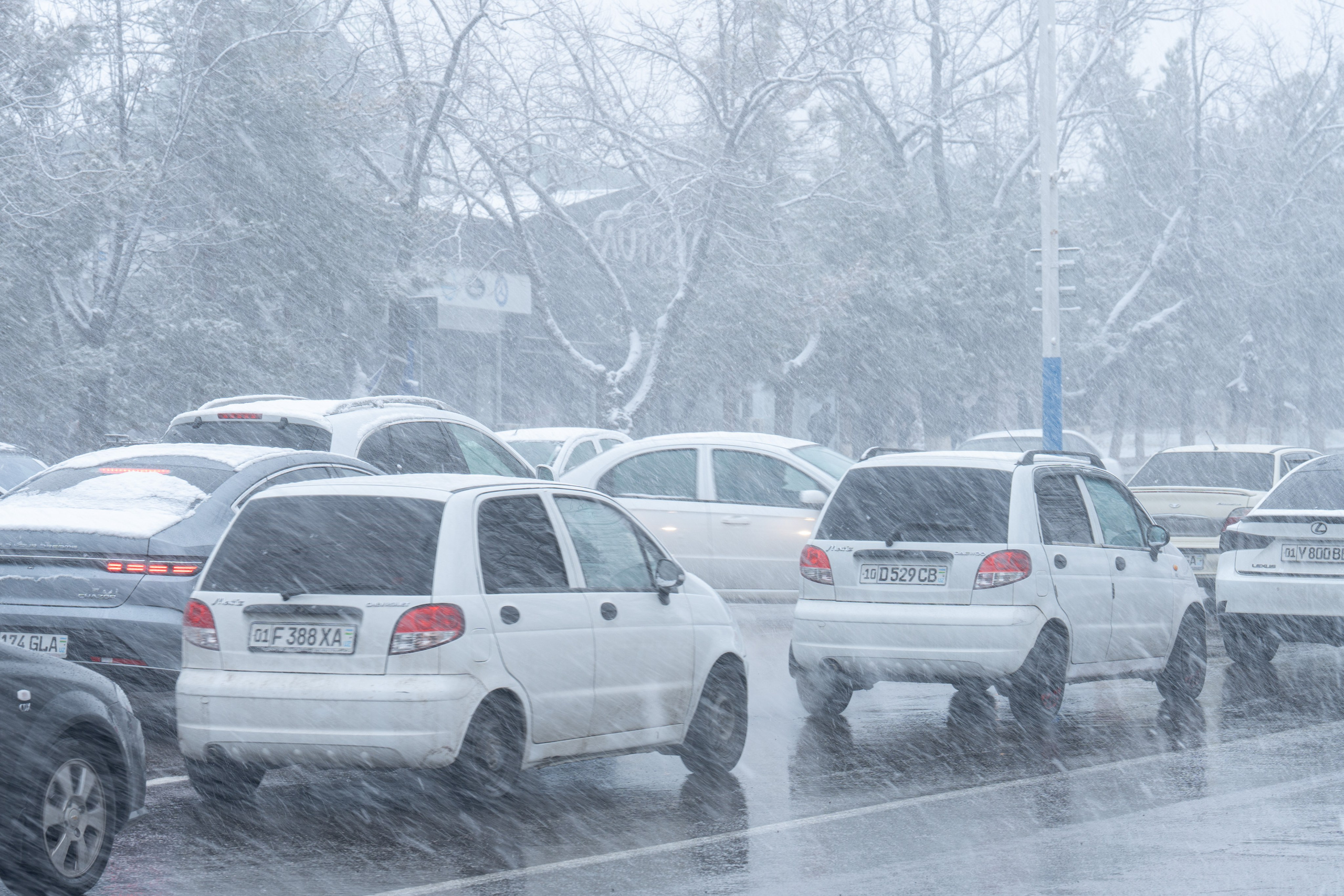 Первый снег в 2024 году. Георгий Намазов | Фотограф в Ташкенте