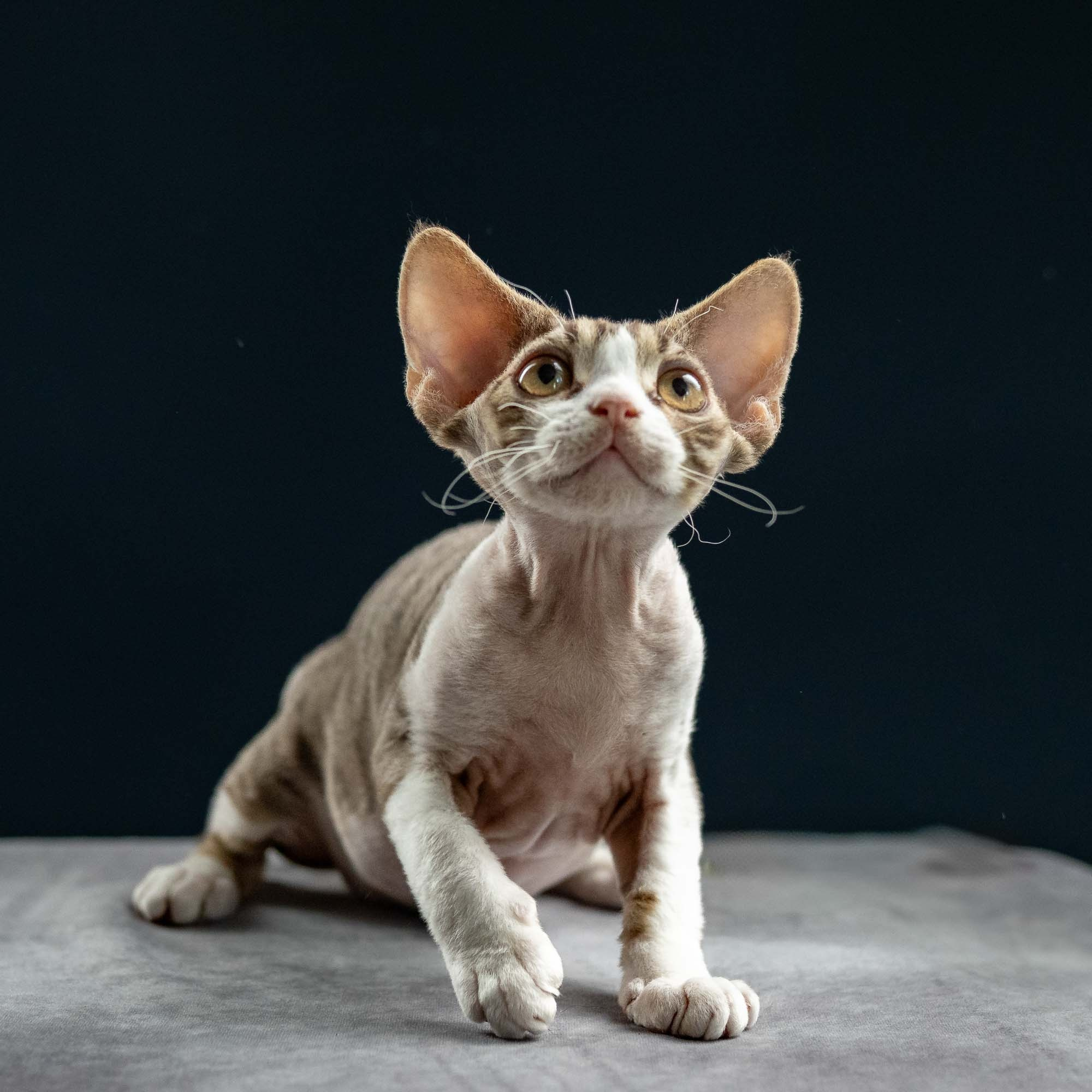 Hugo, boy, born 04.20.25. Devon Rex Pixie Cattery