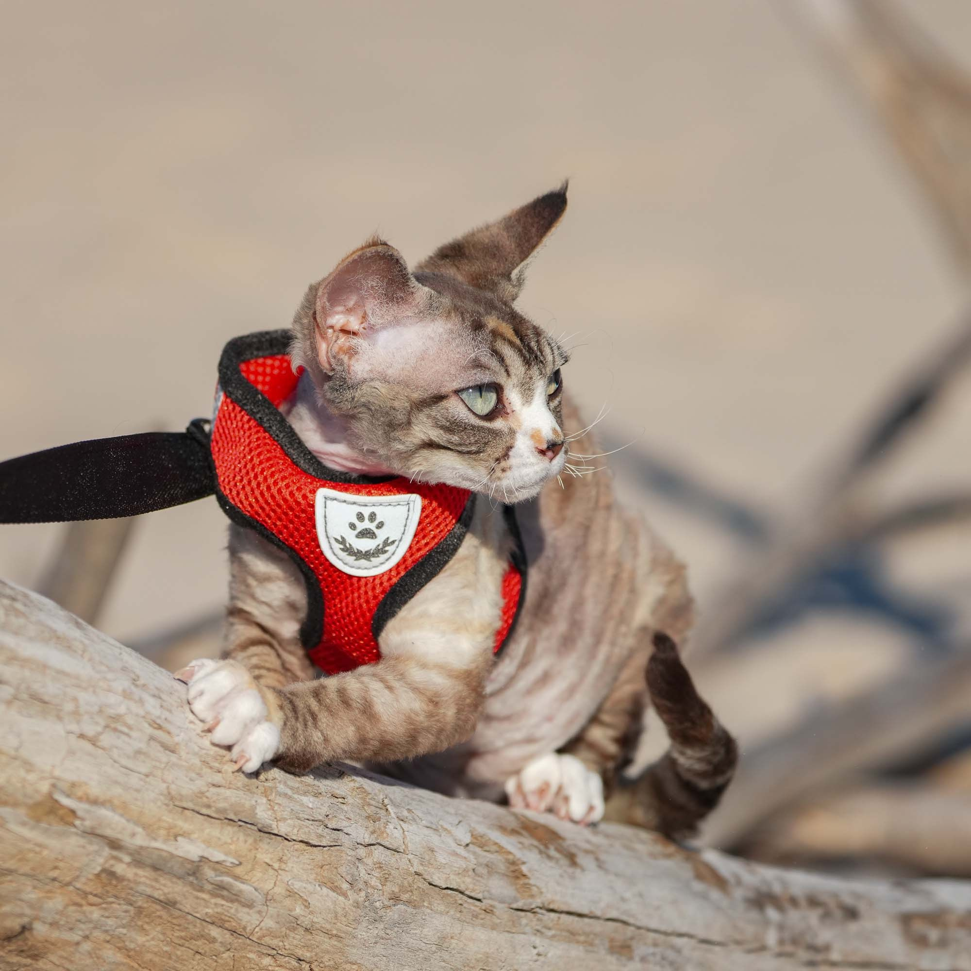 Kasia,  girl, born 07.02.2025. Devon Rex Pixie Cattery
