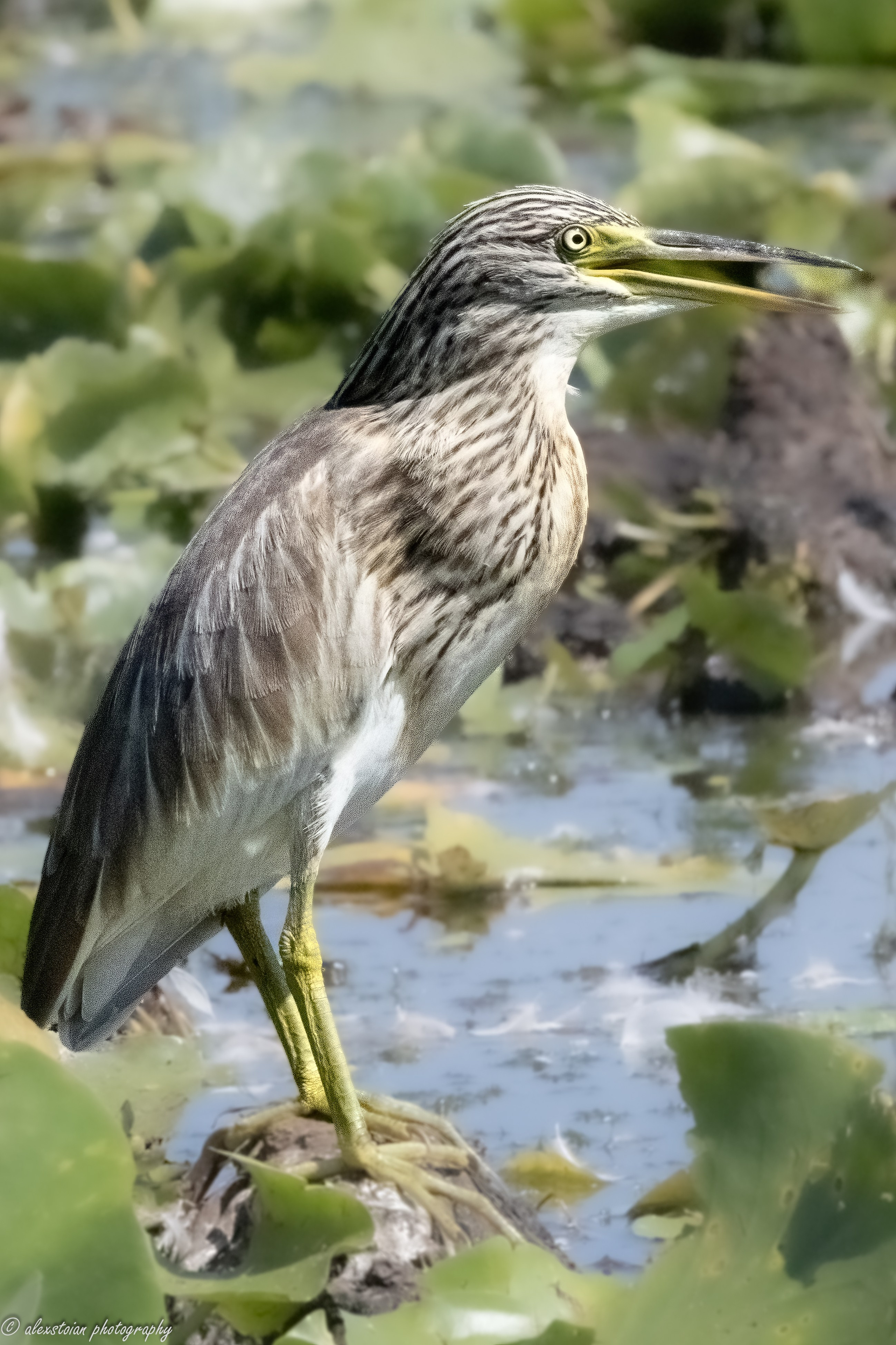 Delta Dunarii. Http://www.alexphoto.ro