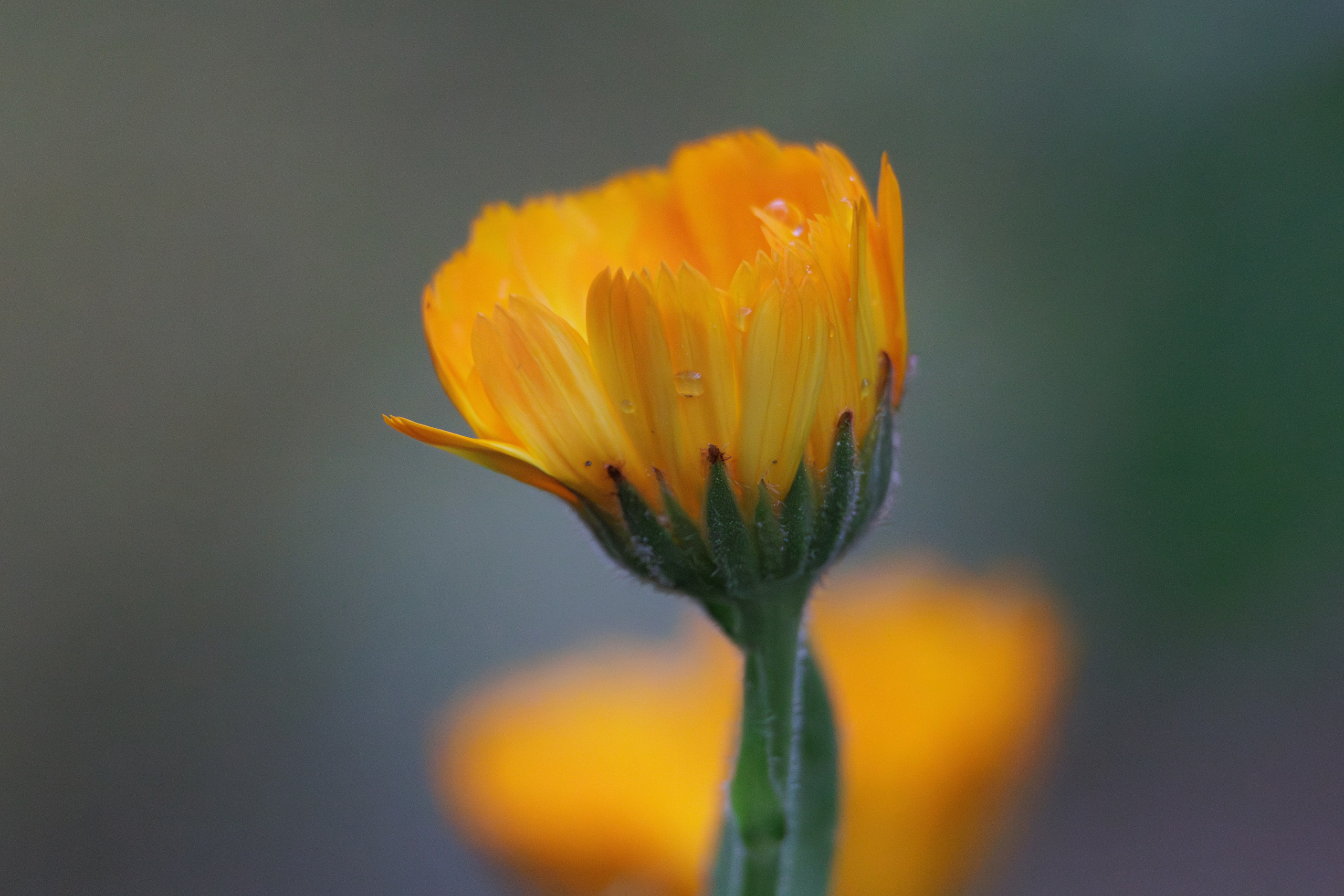 ბუნება. FramefreeMan