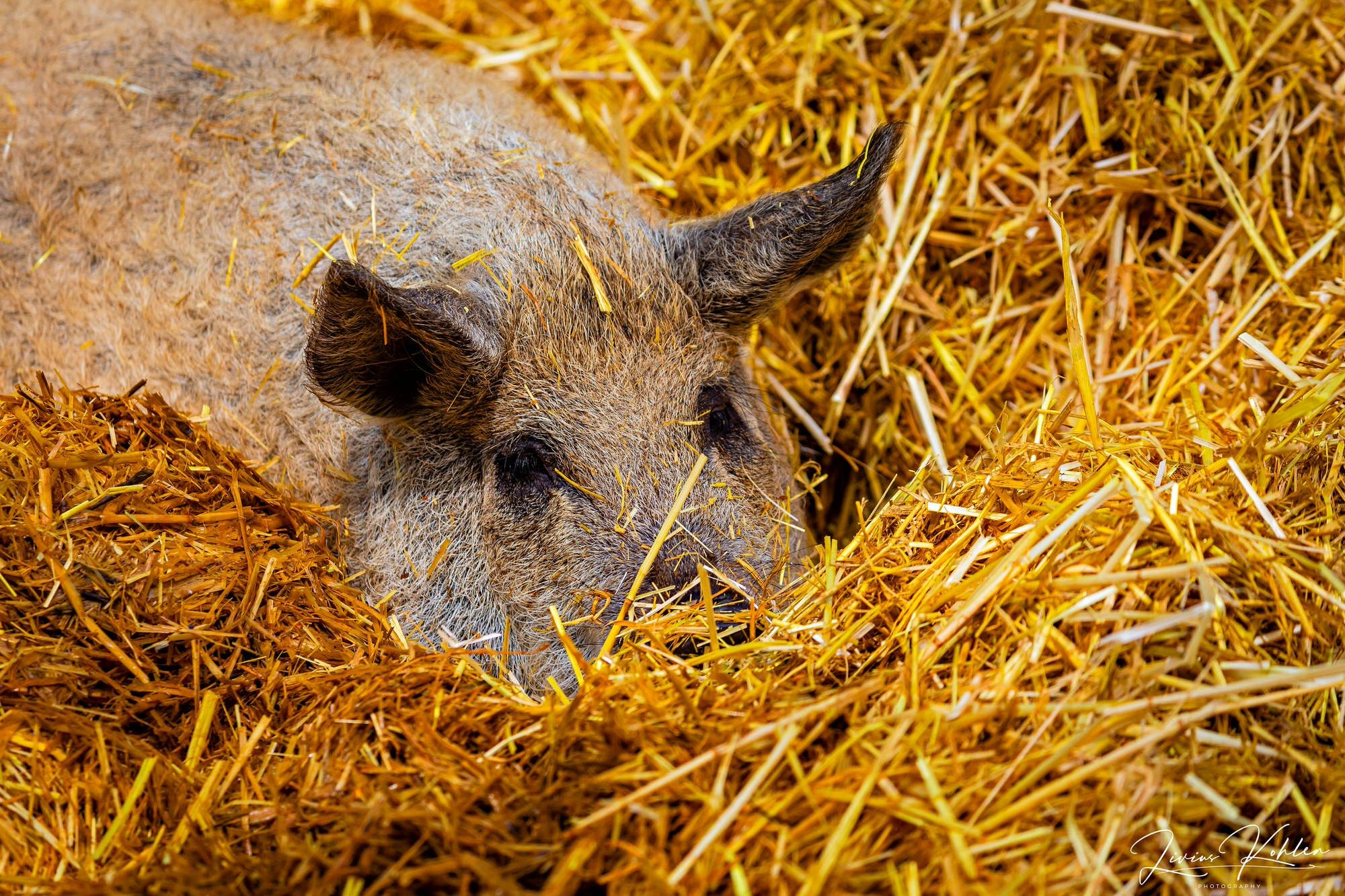 Wildpark Bad Mergentheim. FOTO KREATIV
