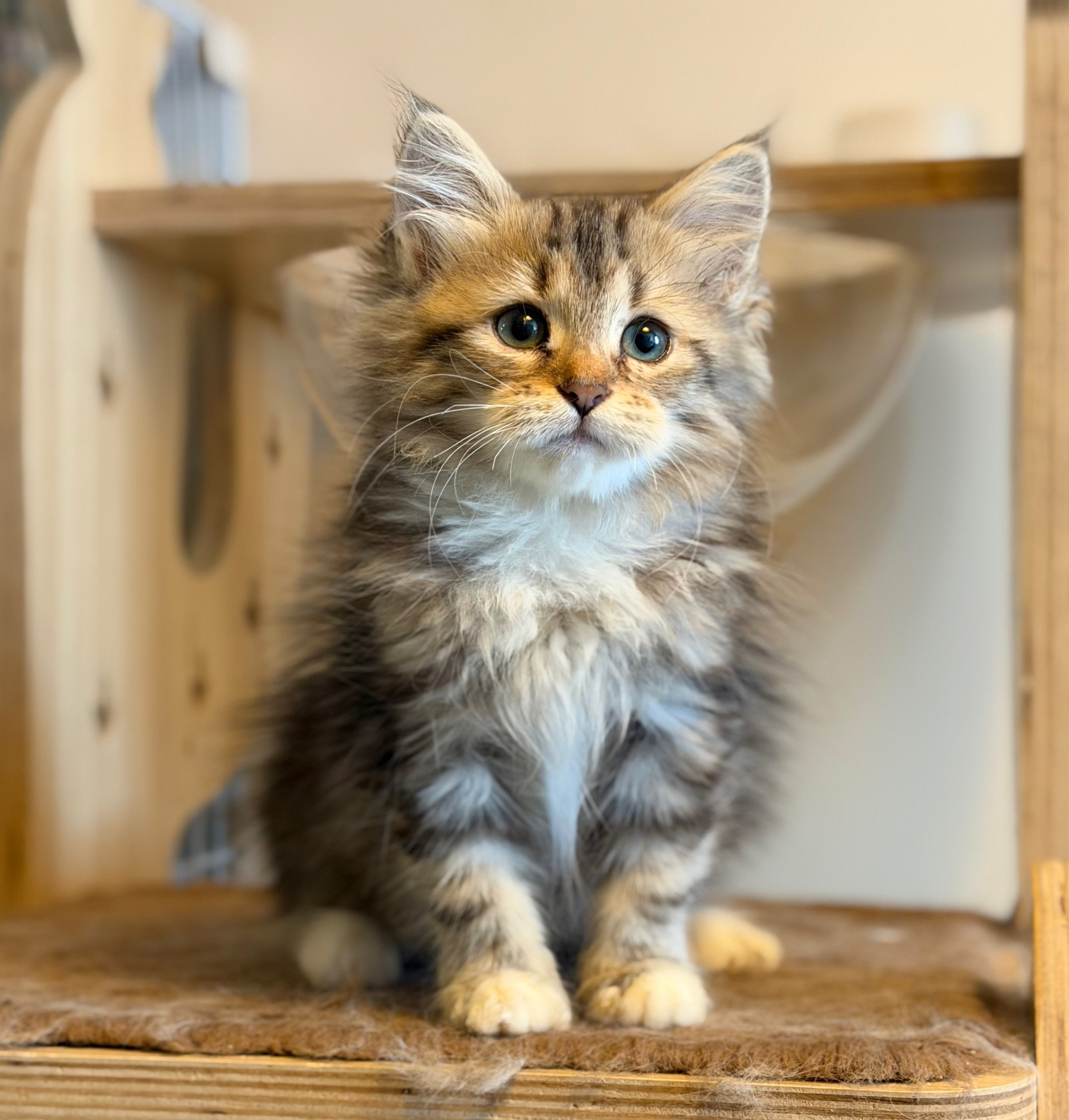 available - Danielle - Brown Classic Tabby & White Female