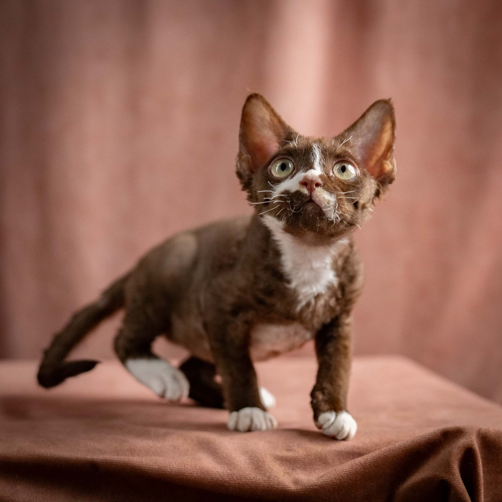Preston, boy, born 02.11.26. Devon Rex Pixie Cattery