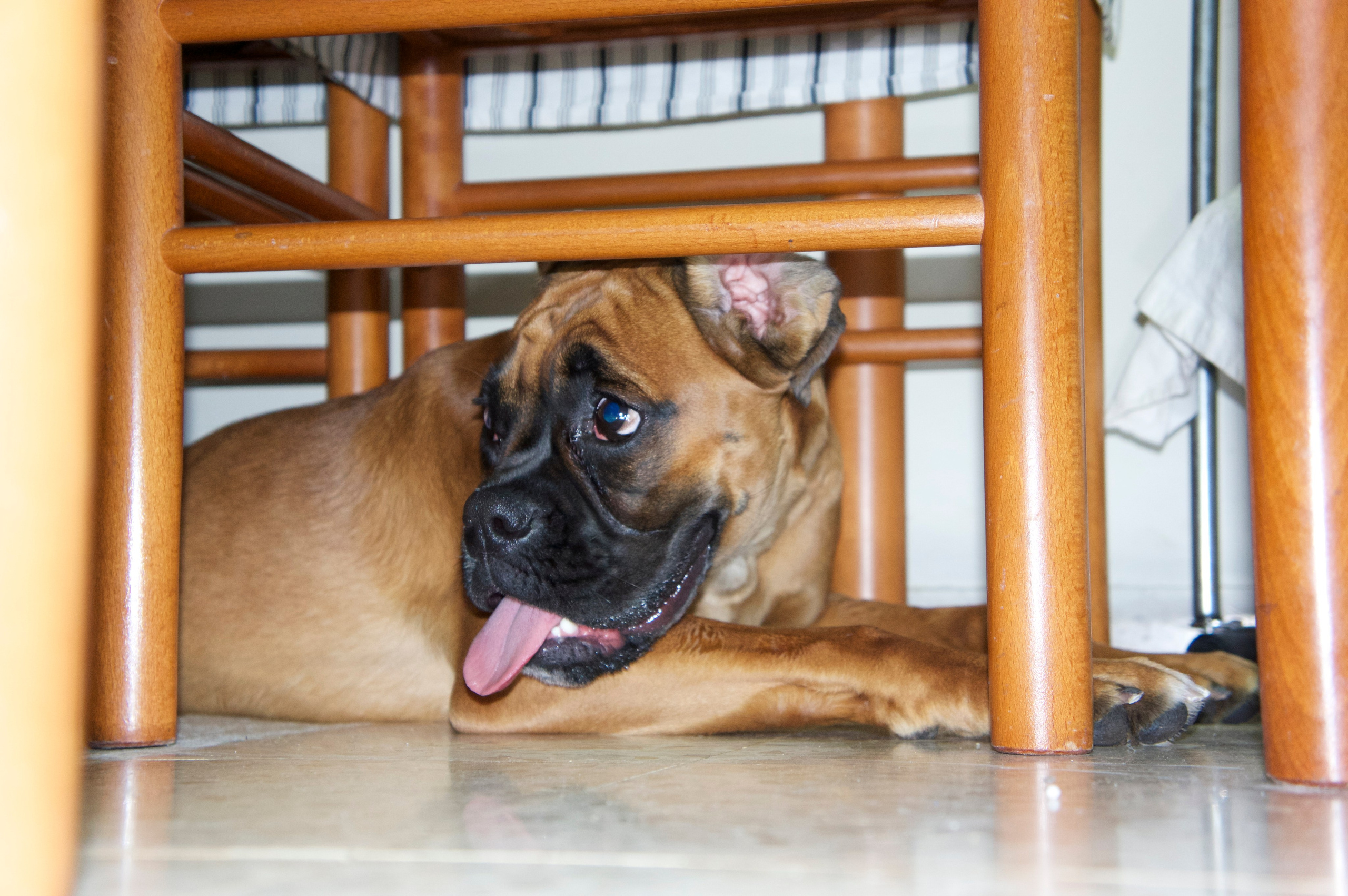 My ״Star״ Boxer Dog