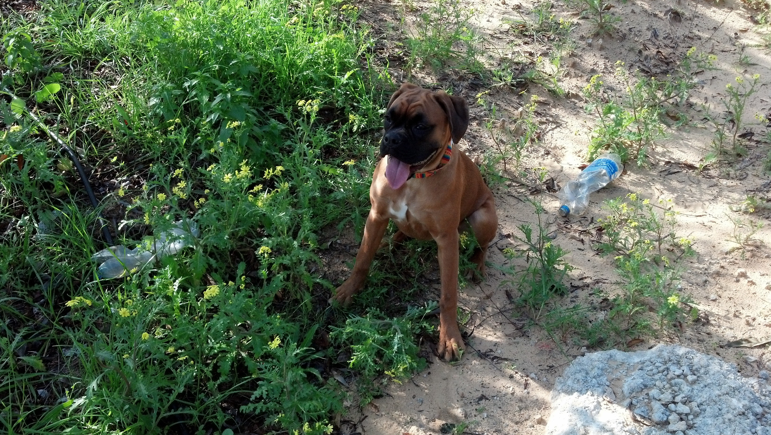 My ״Star״ Boxer Dog