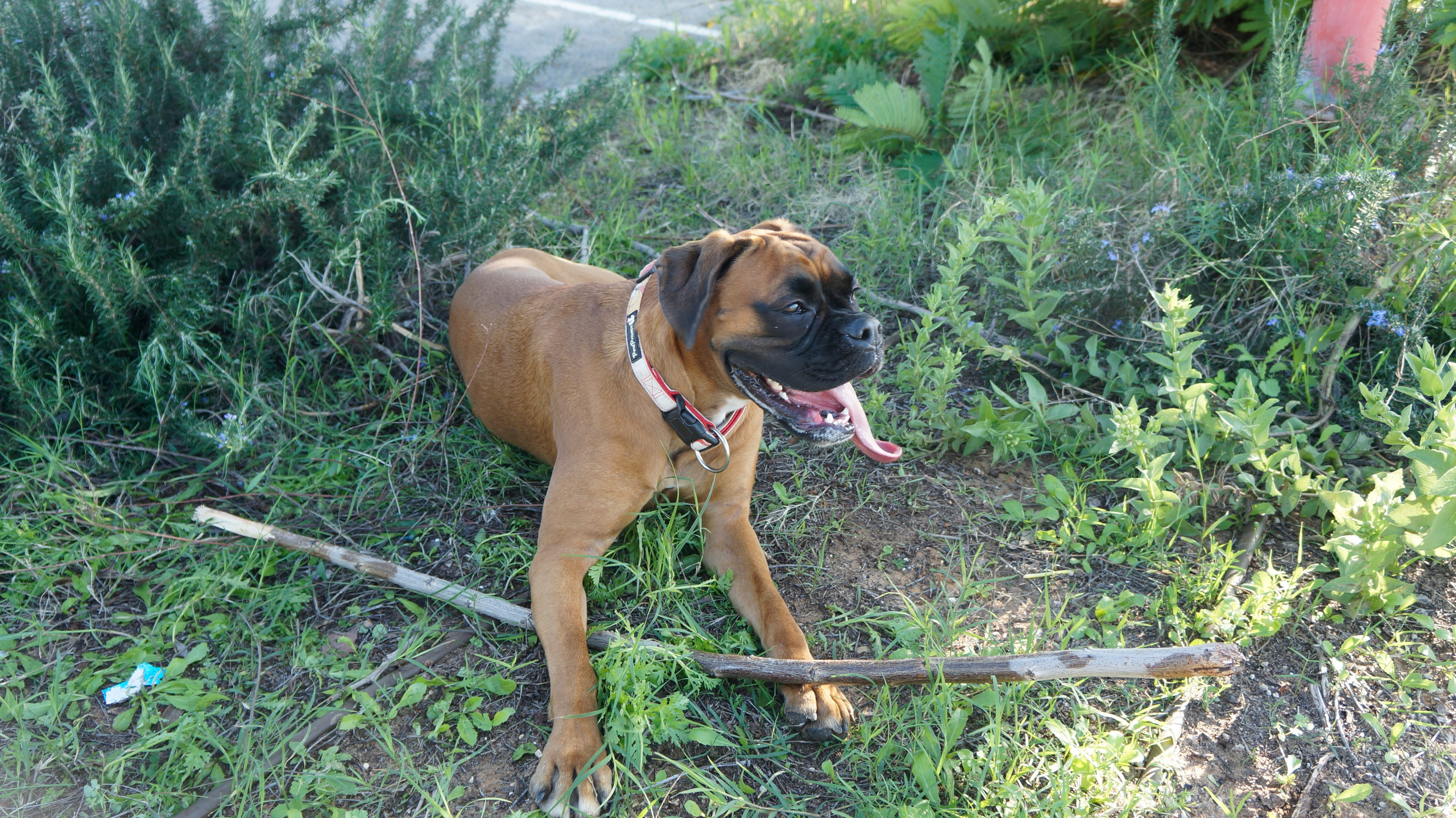 My ״Star״ Boxer Dog