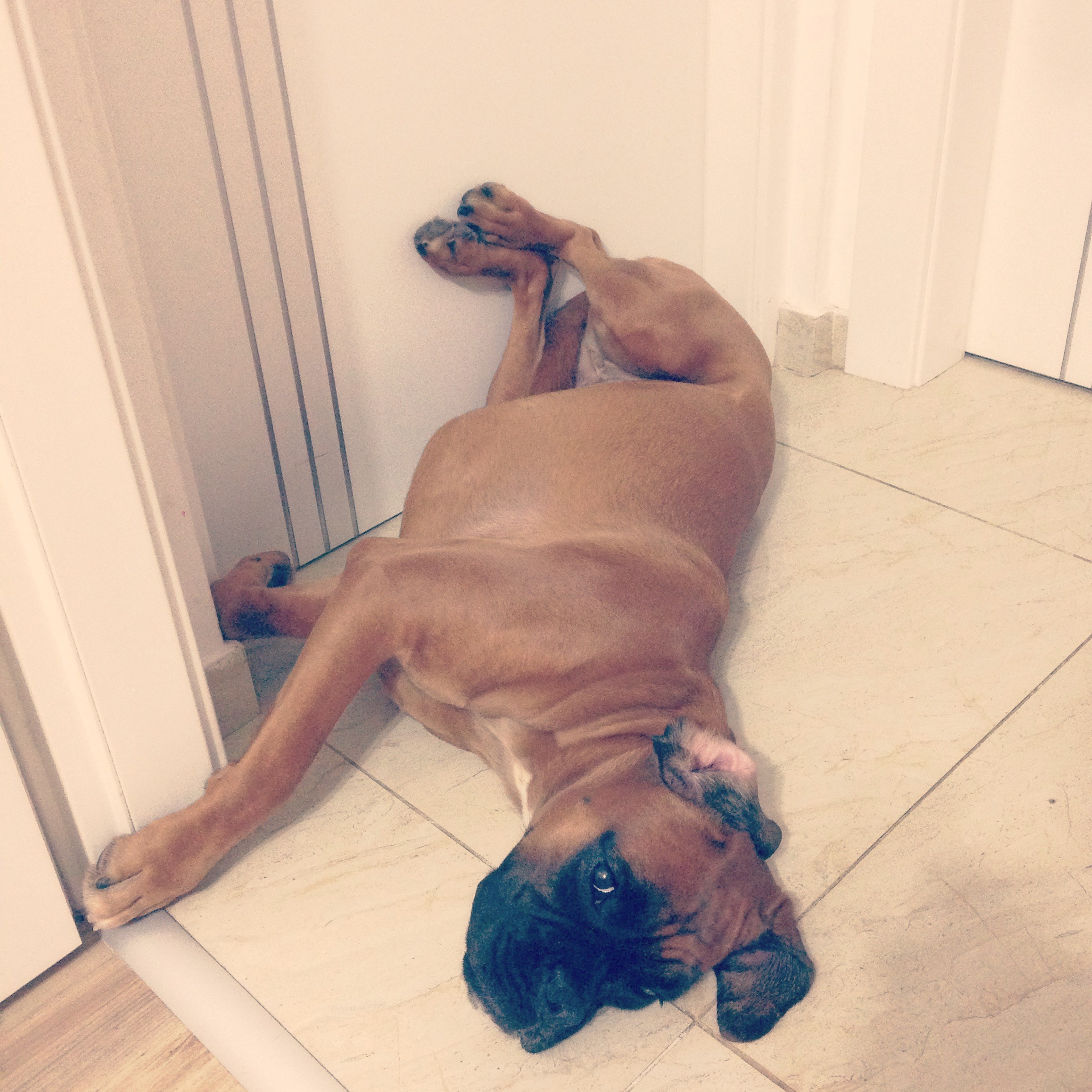 My ״Star״ Boxer Dog