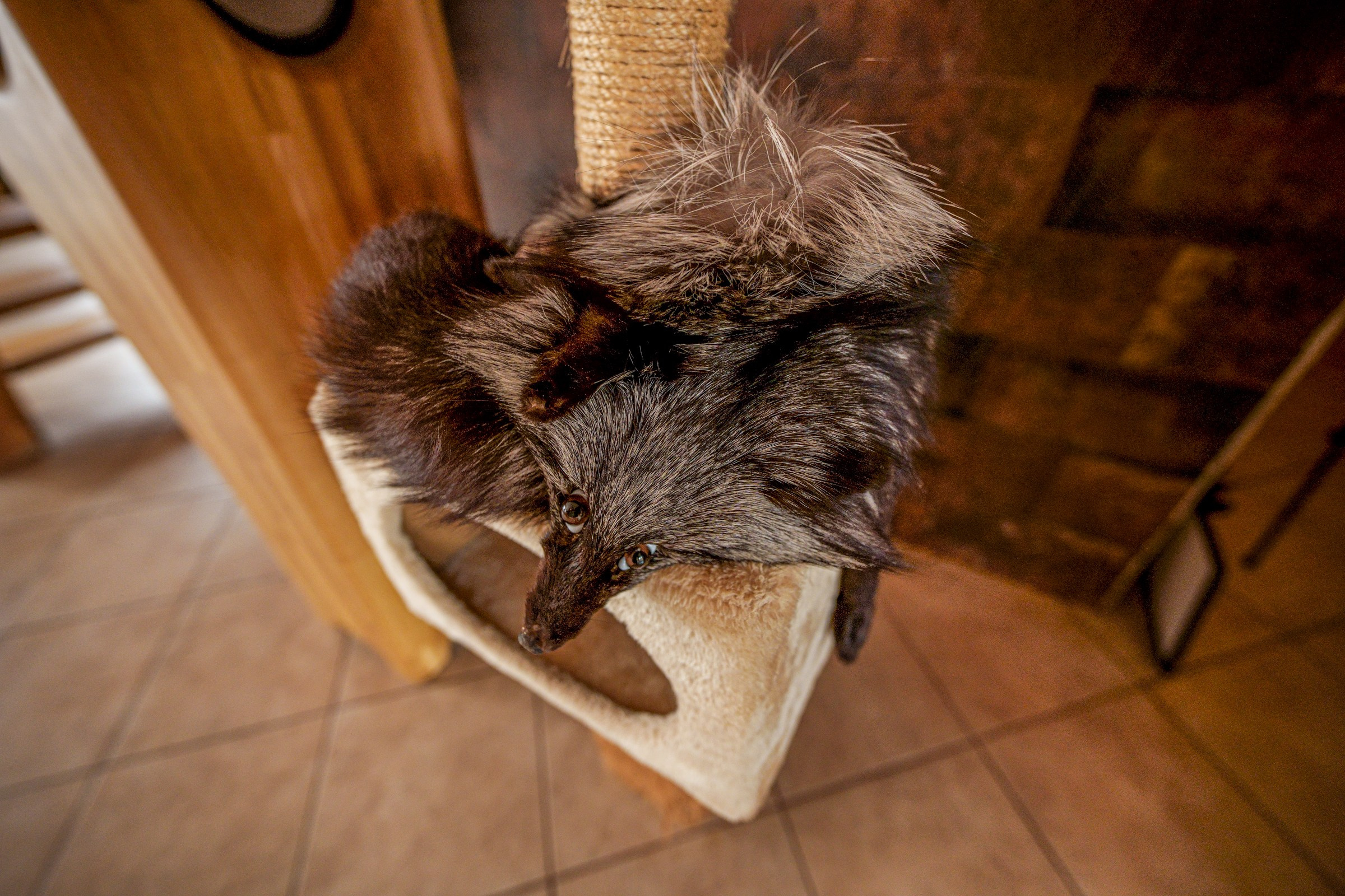 Sebastijoniškių g. 17. Elina Sapiega fotografė Vilniuje