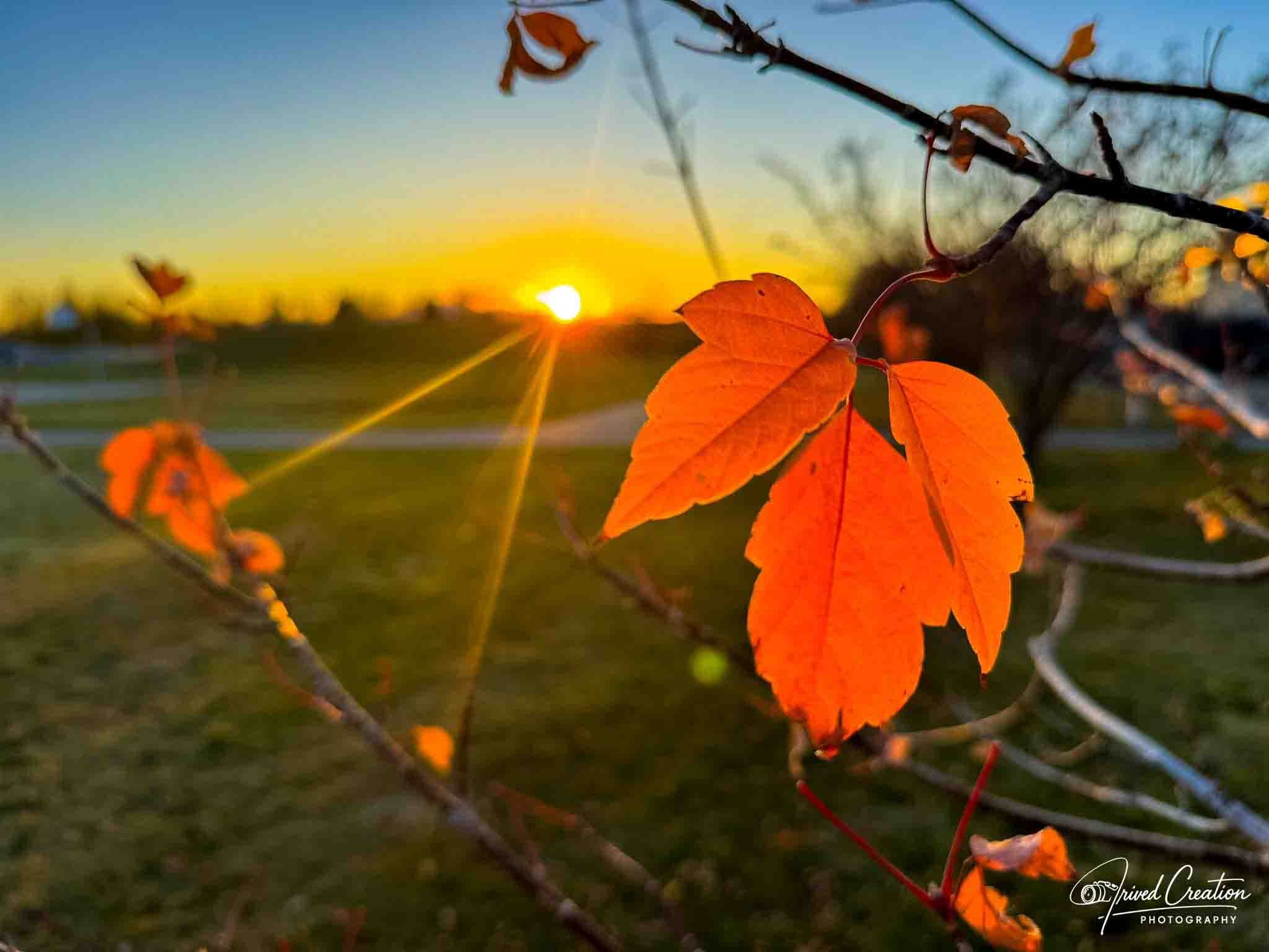 Landscape & Nature. Prived Creation