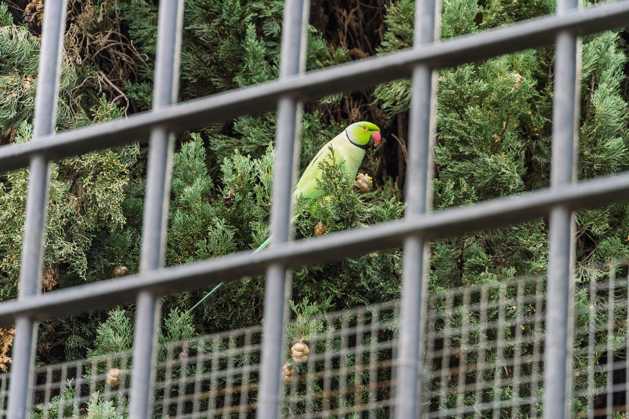Roma 2025. Fotografiideplacere.net