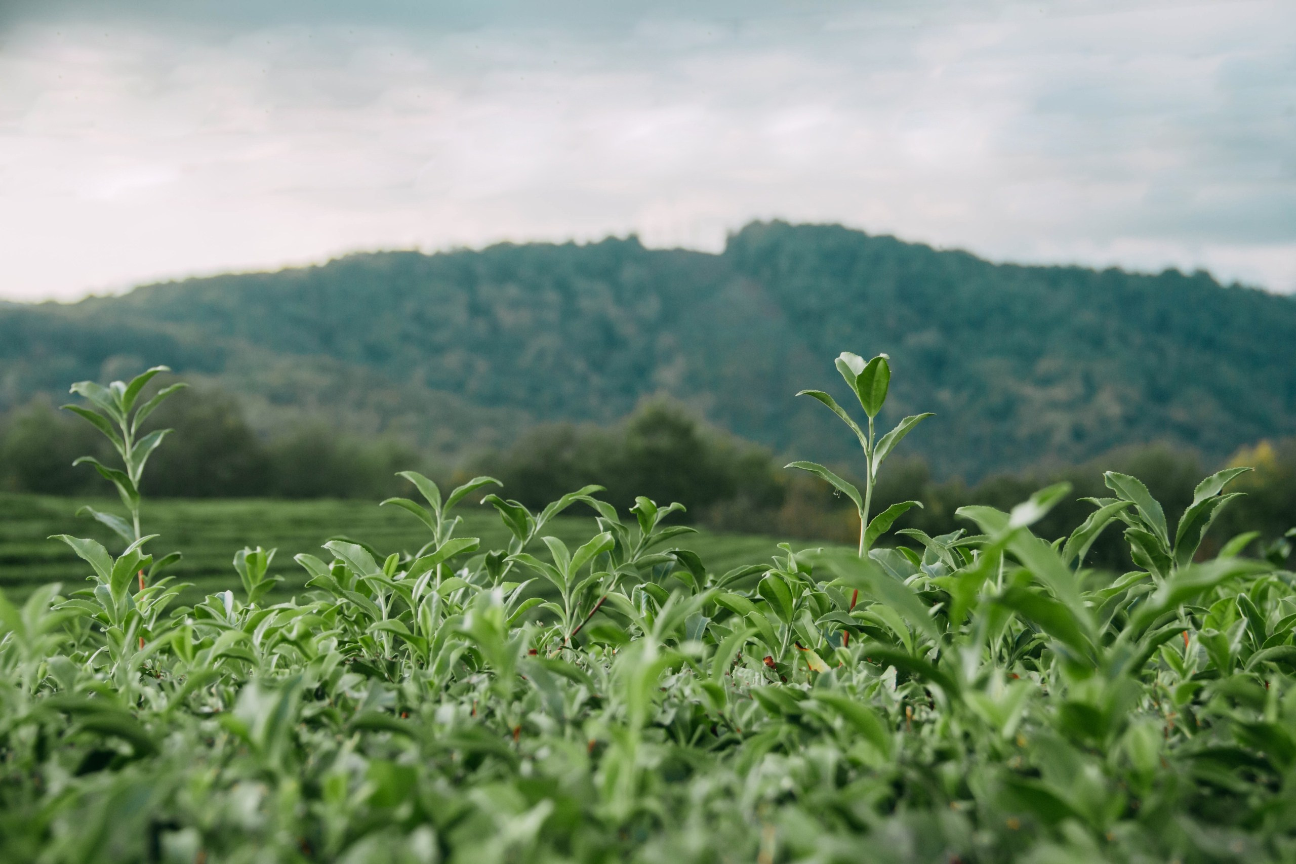 Olya & Evgeniy. Photographer Valeriia Shurko