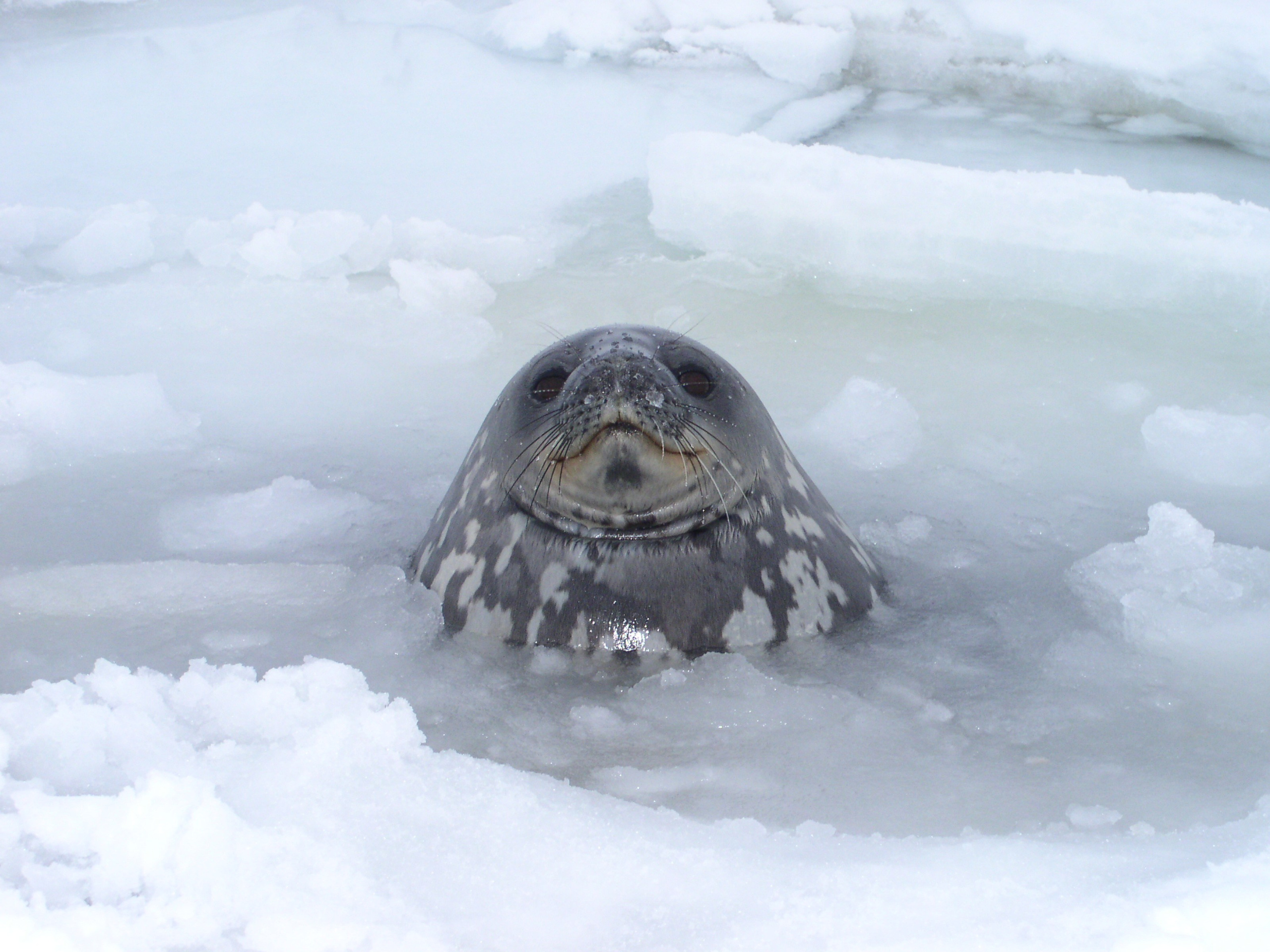 ANTARCTICA. Reportage concert portrait photography in the San Francisco Bay Area