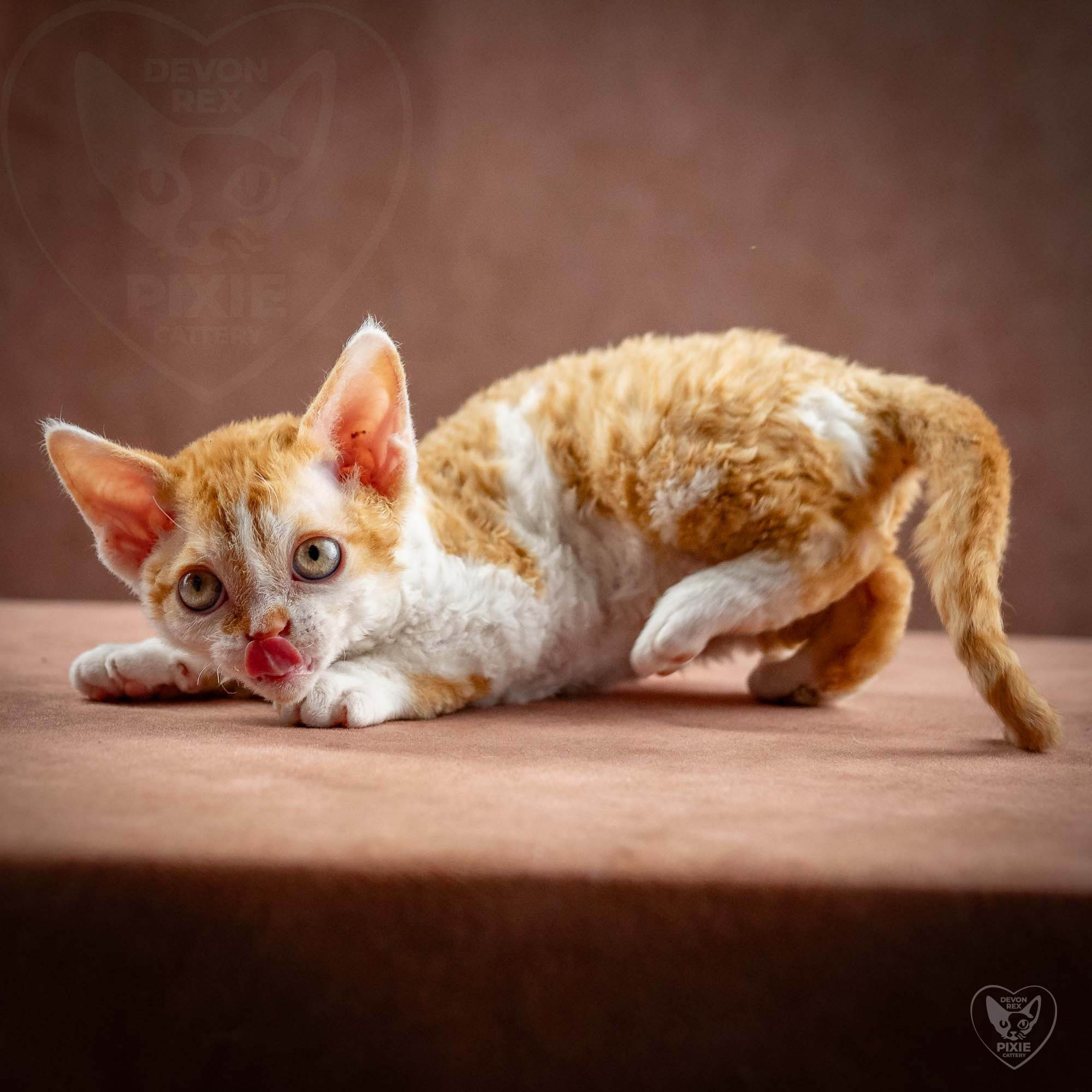 Gary,  boy, born on 01.18.25. Devon Rex Pixie Cattery