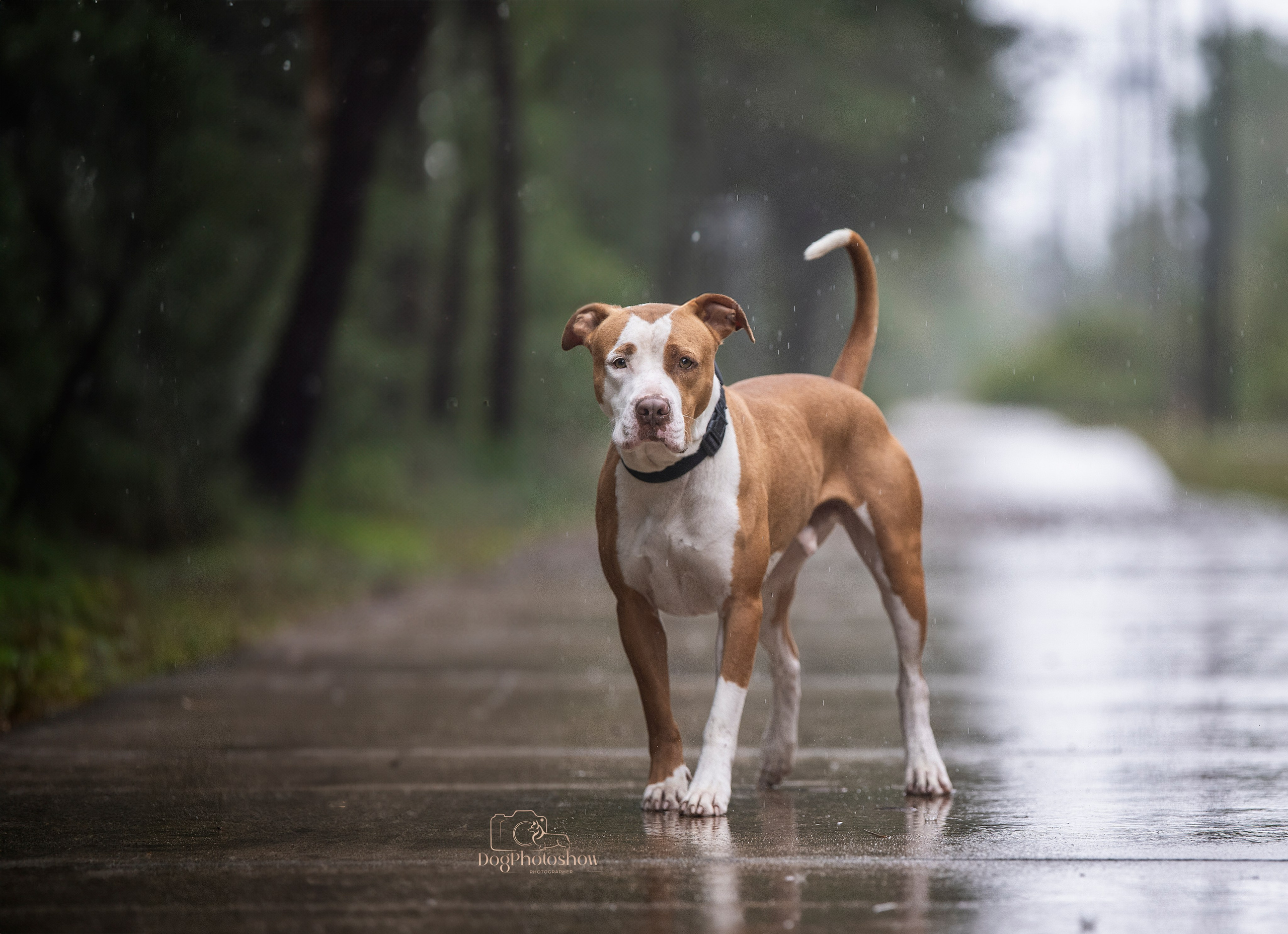 📸 6. Katerina Royter Pet Photographer North Florida