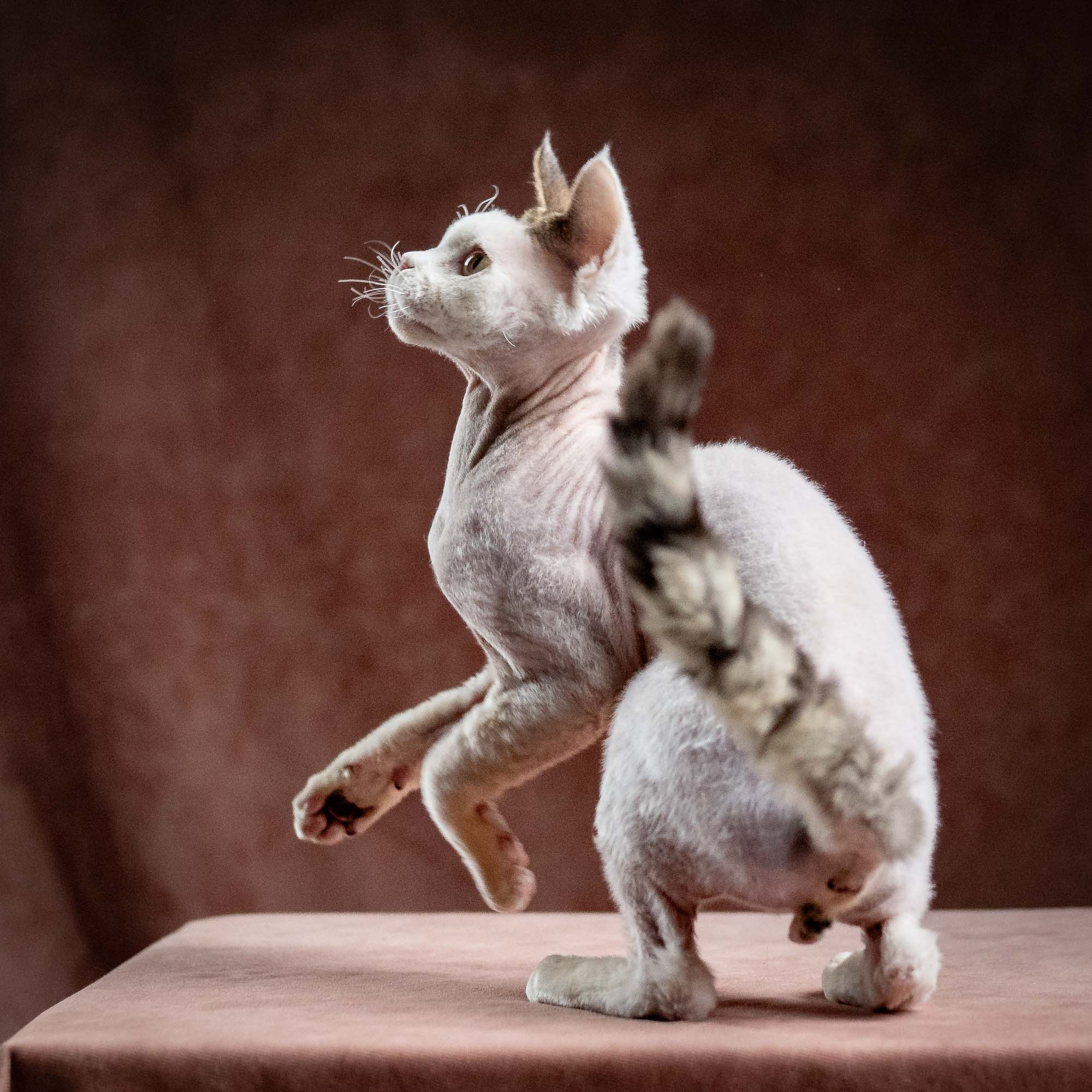 Oscar, boy, born 04.15.2025. Devon Rex Pixie Cattery