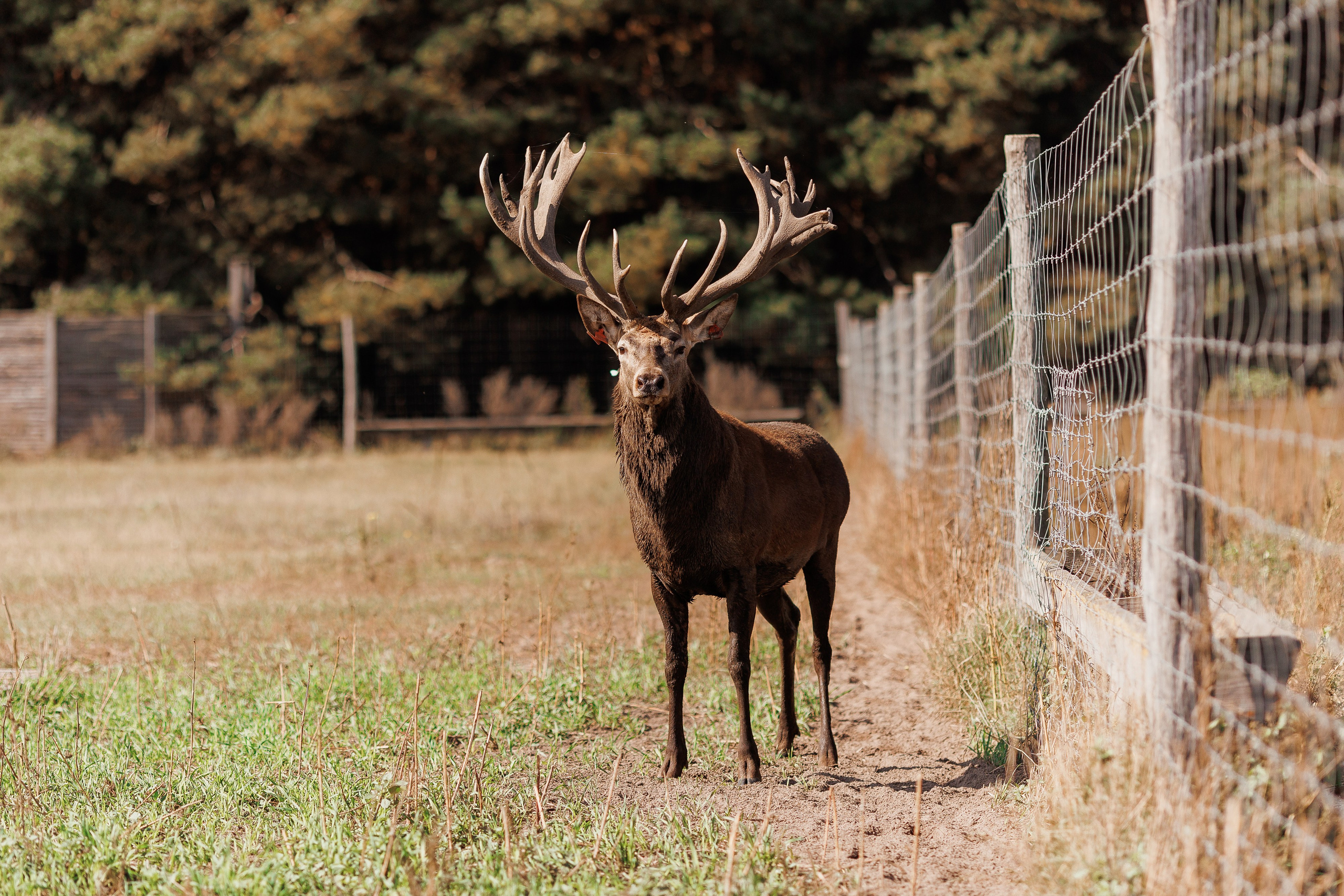 Екопарк Аміла. Ірина Терещук