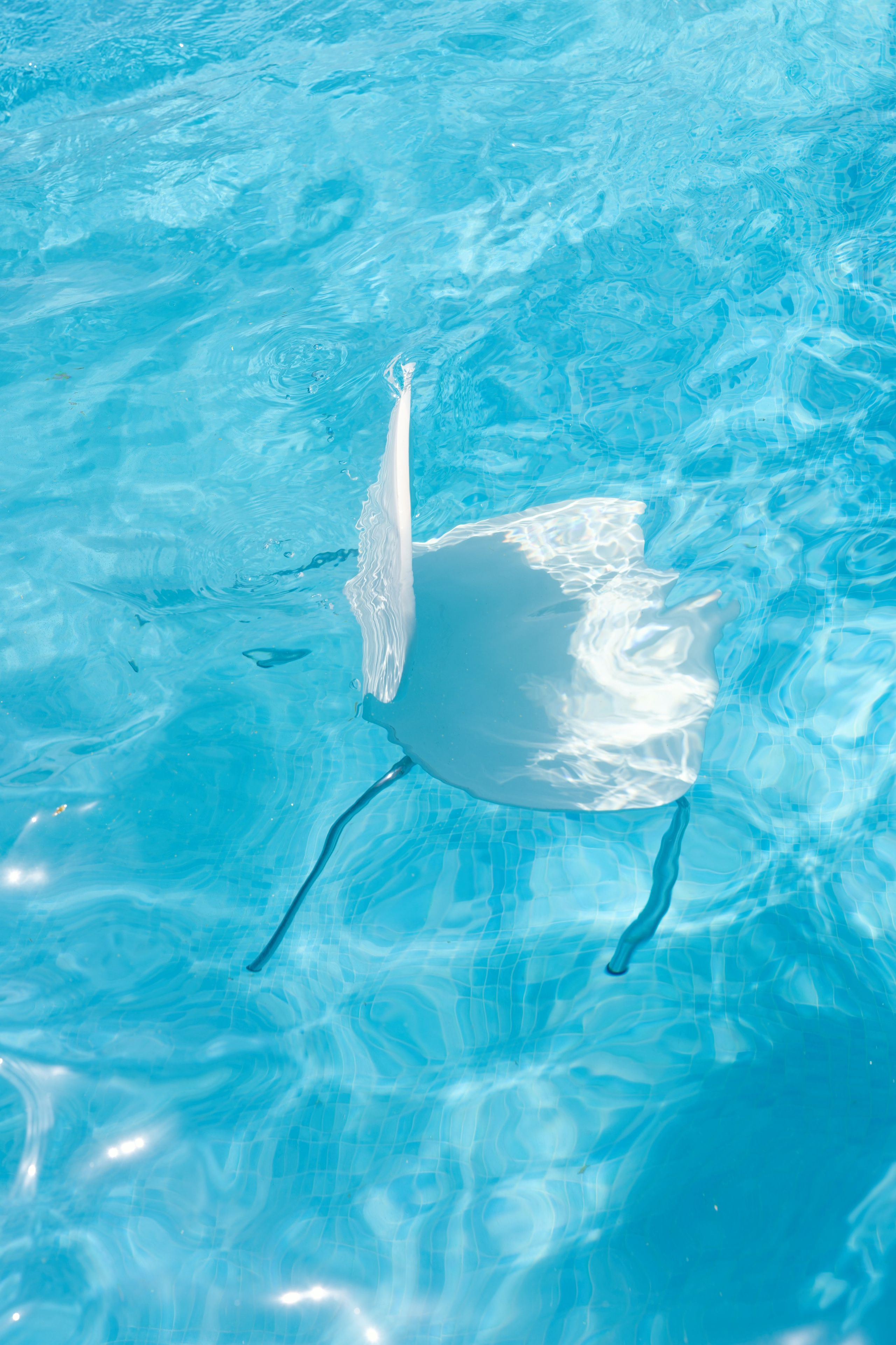 Haldi Ceremony & Mehndi Night & pre-wedding dinner, Barcelona