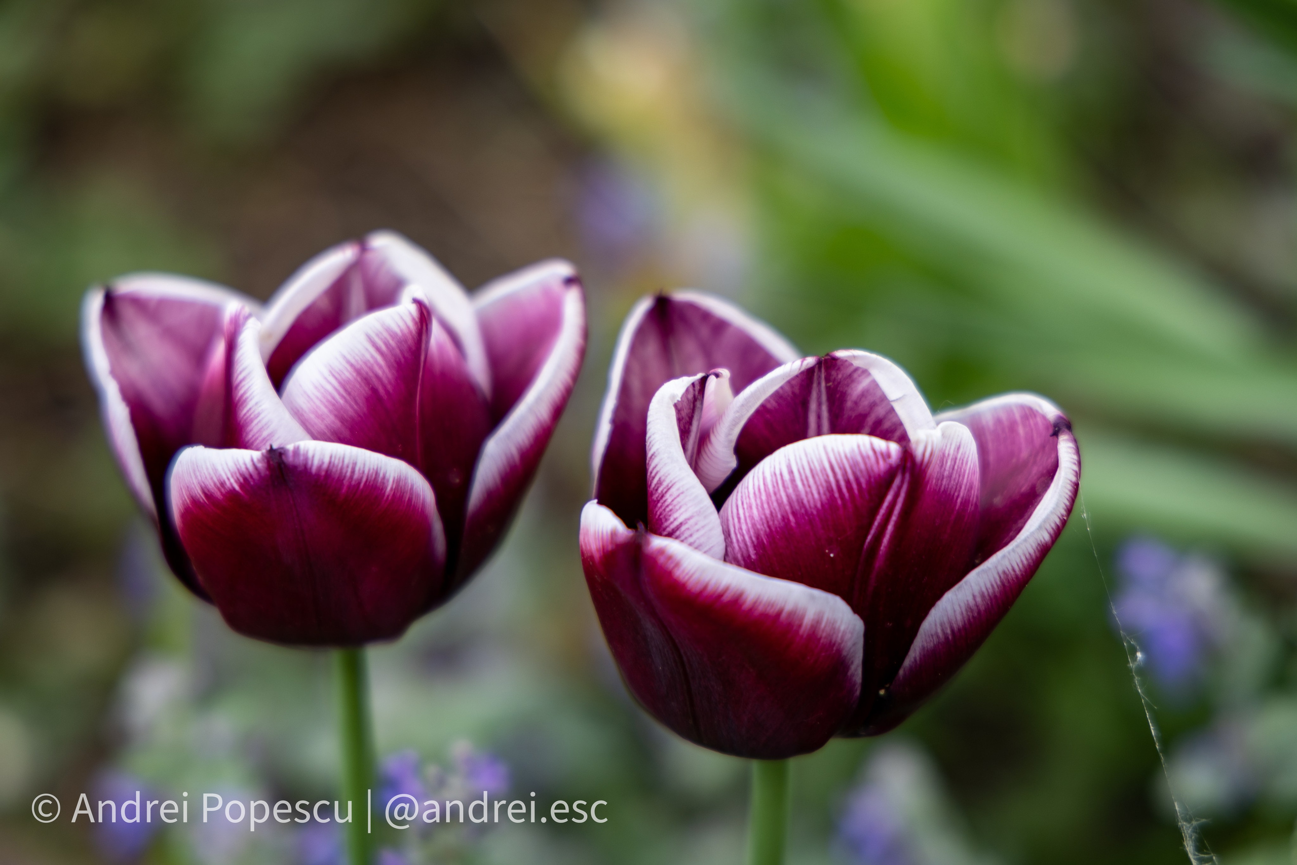 Andrei Popescu Photography