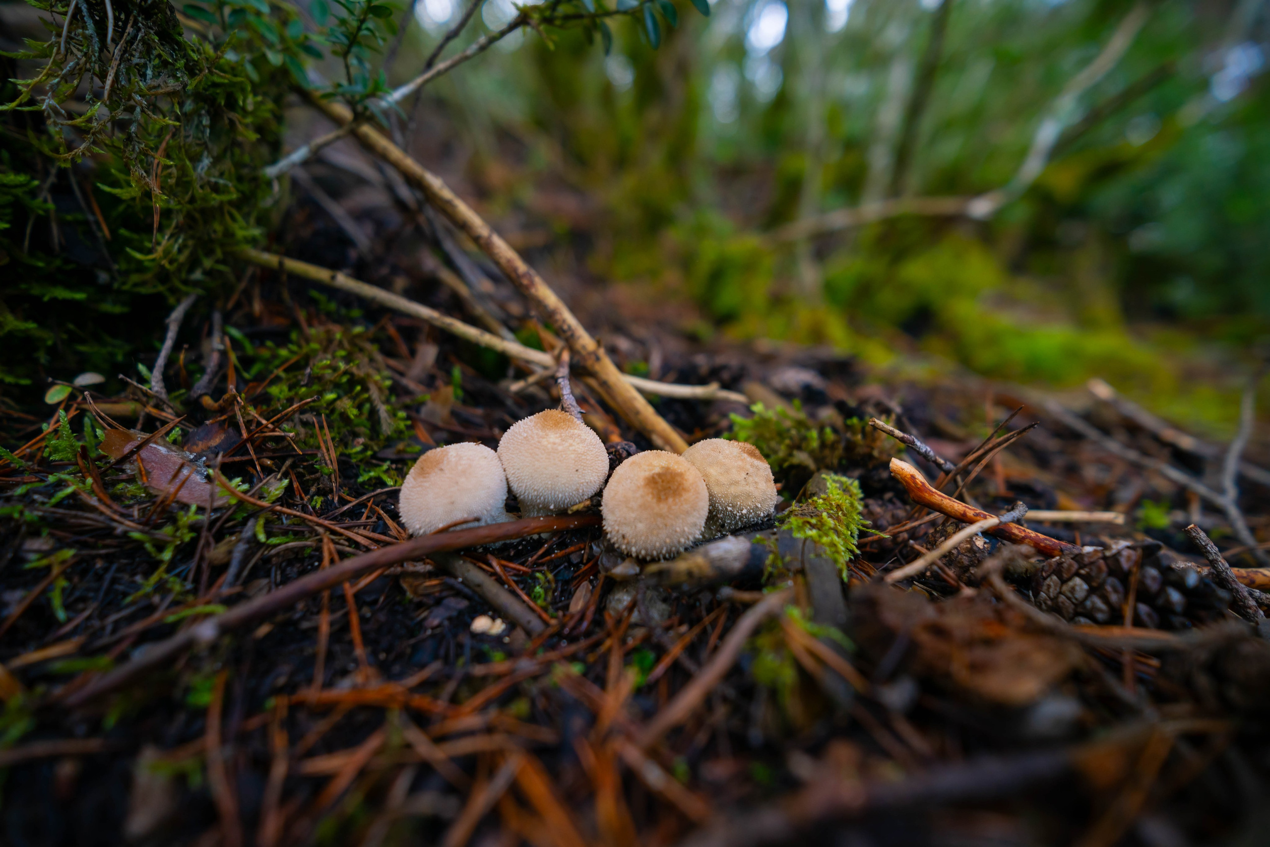 Ruta Otoño. Alba del Norte Studio