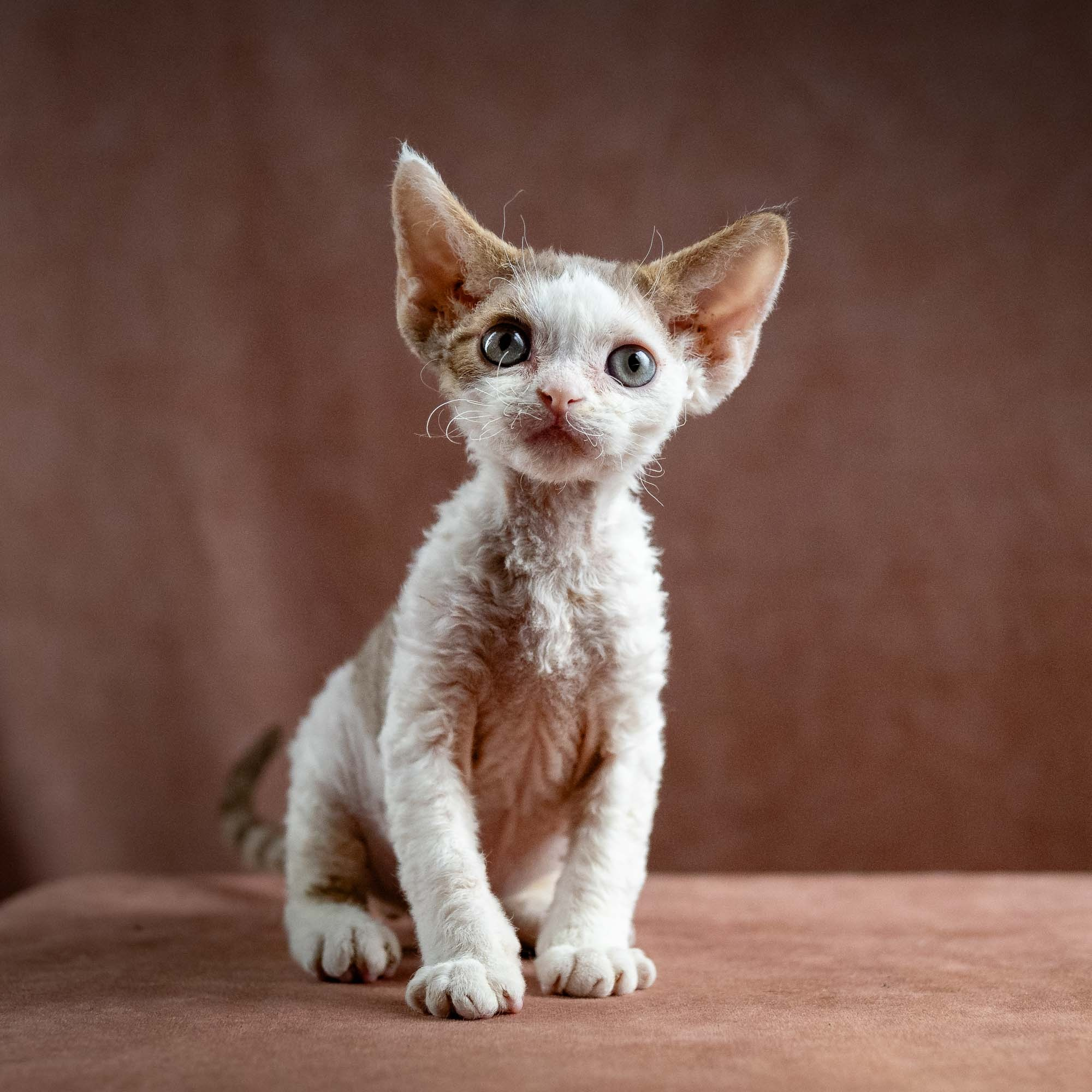 Hector,  boy, born 04.20.25. Devon Rex Pixie Cattery
