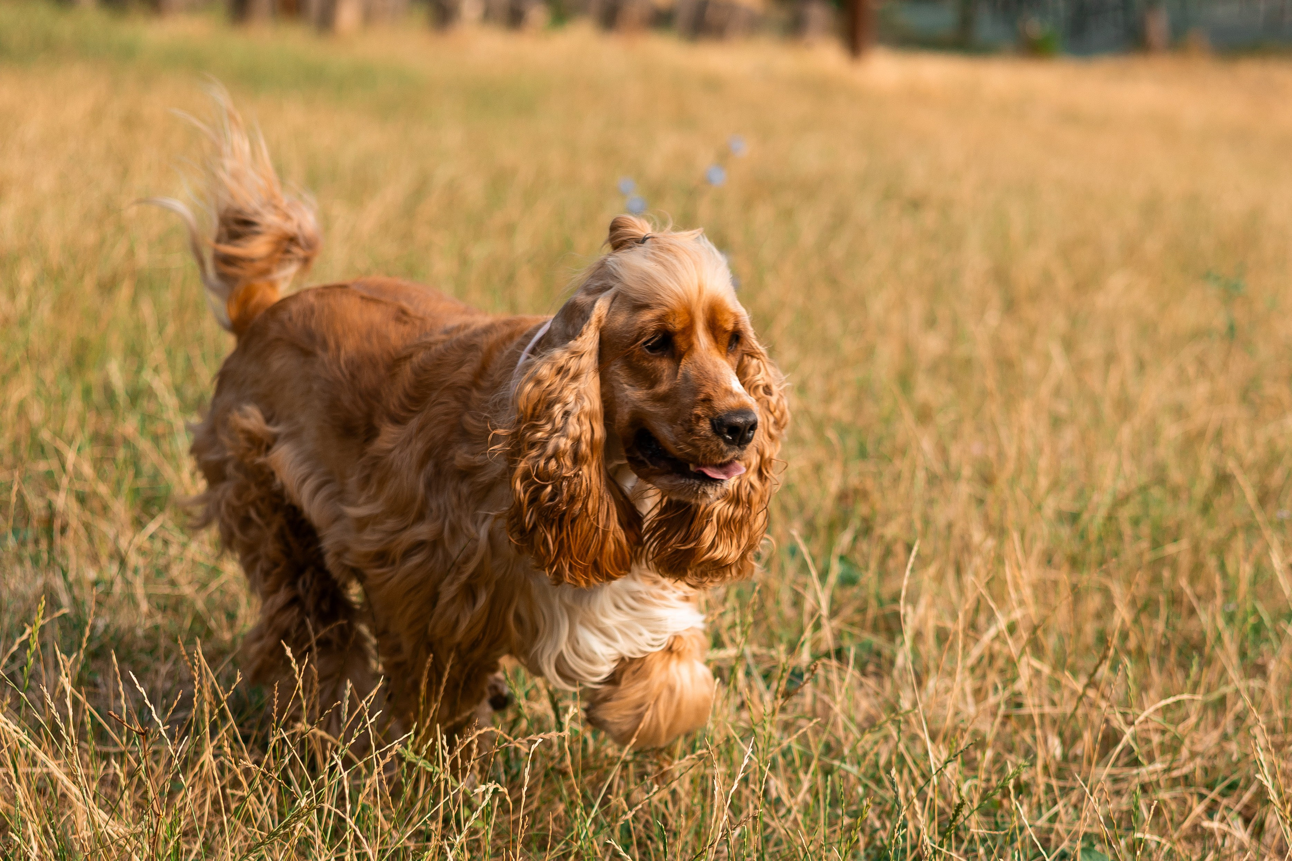 Алина и Юки. Фотограф-анималист | Белград