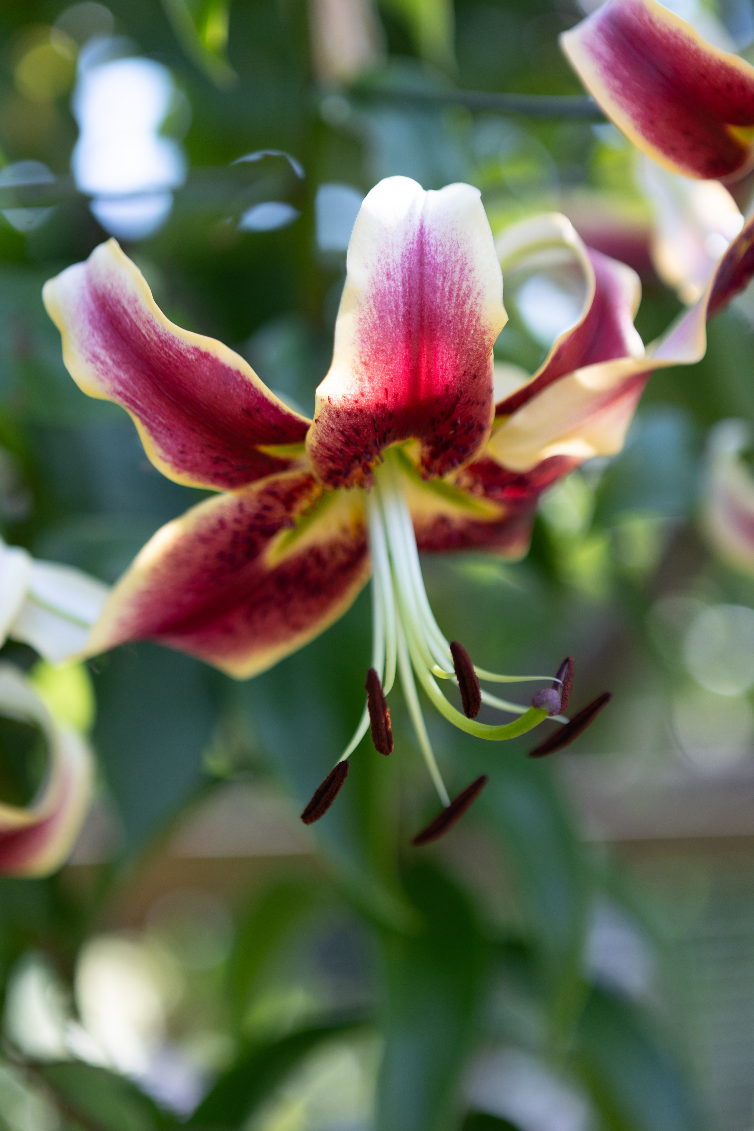 <img src="bild1.jpg" alt="Lindau Insel Fotografie kaufen"><img src="bild2.jpg" alt="Lindau Bodensee Bilder"><img src="bild3.jpg" alt="Lindau Altstadt Fotos kaufen"><img src="bild4.jpg" alt="Lindau Hafen Fotodruck"><img src="bild5.jpg" alt="Lindau Uferpromenade Wandbilder"><img src="bild6.jpg" alt="Lindau Kunstfotografie kaufen"><img src="bild7.jpg" alt="Lindau Leuchtturm und Löwe Bilder"><img src="bild8.jpg" alt="Lindau Innenstadt schöne Bilder"><img src="bild9.jpg" alt="Lindau Landschaftsfotografie kaufen"><img src="bild10.jpg" alt="Lindau Bodensee Fotos als Deko">