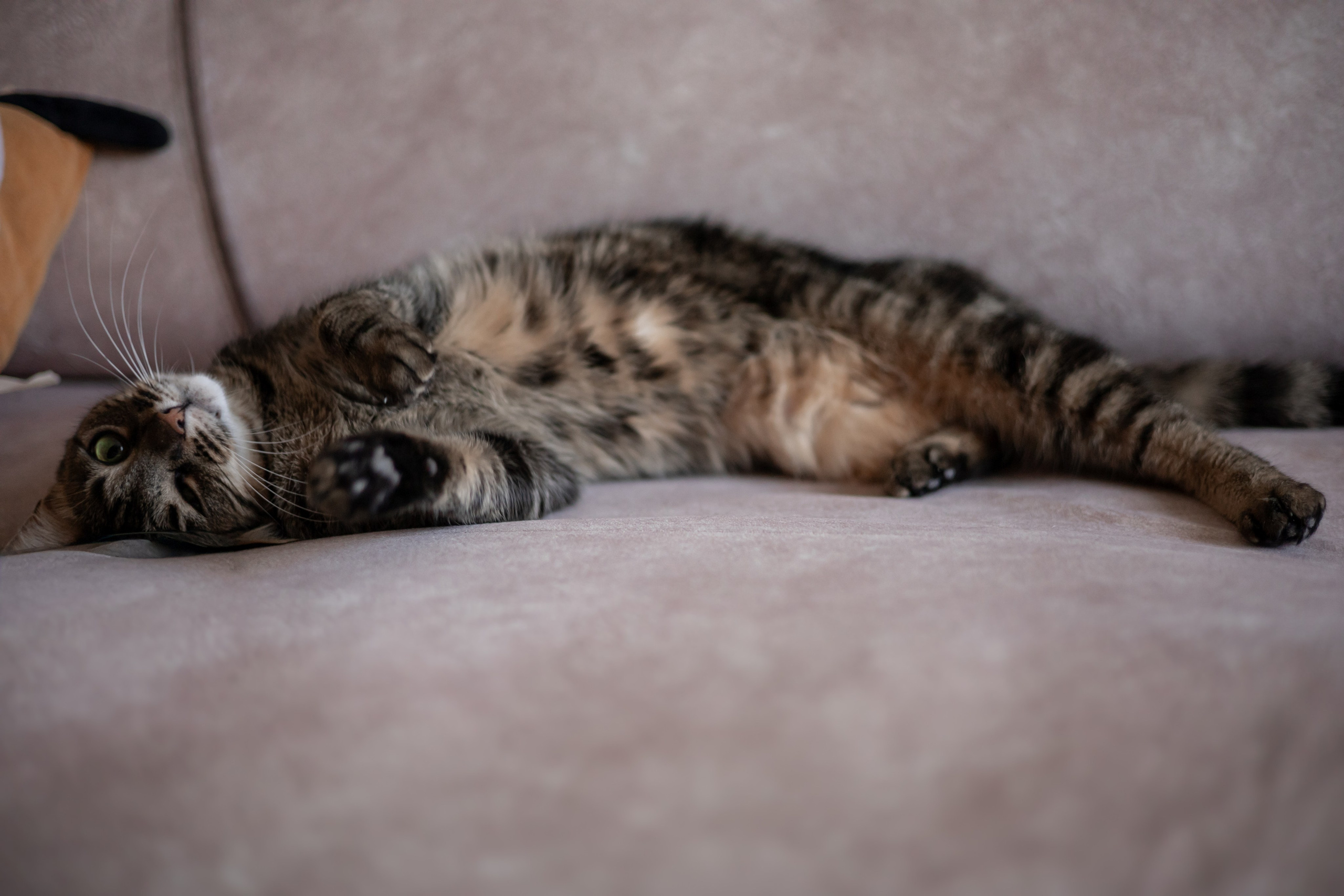 Настя, Долька и котейки. Фотограф-анималист | Белград