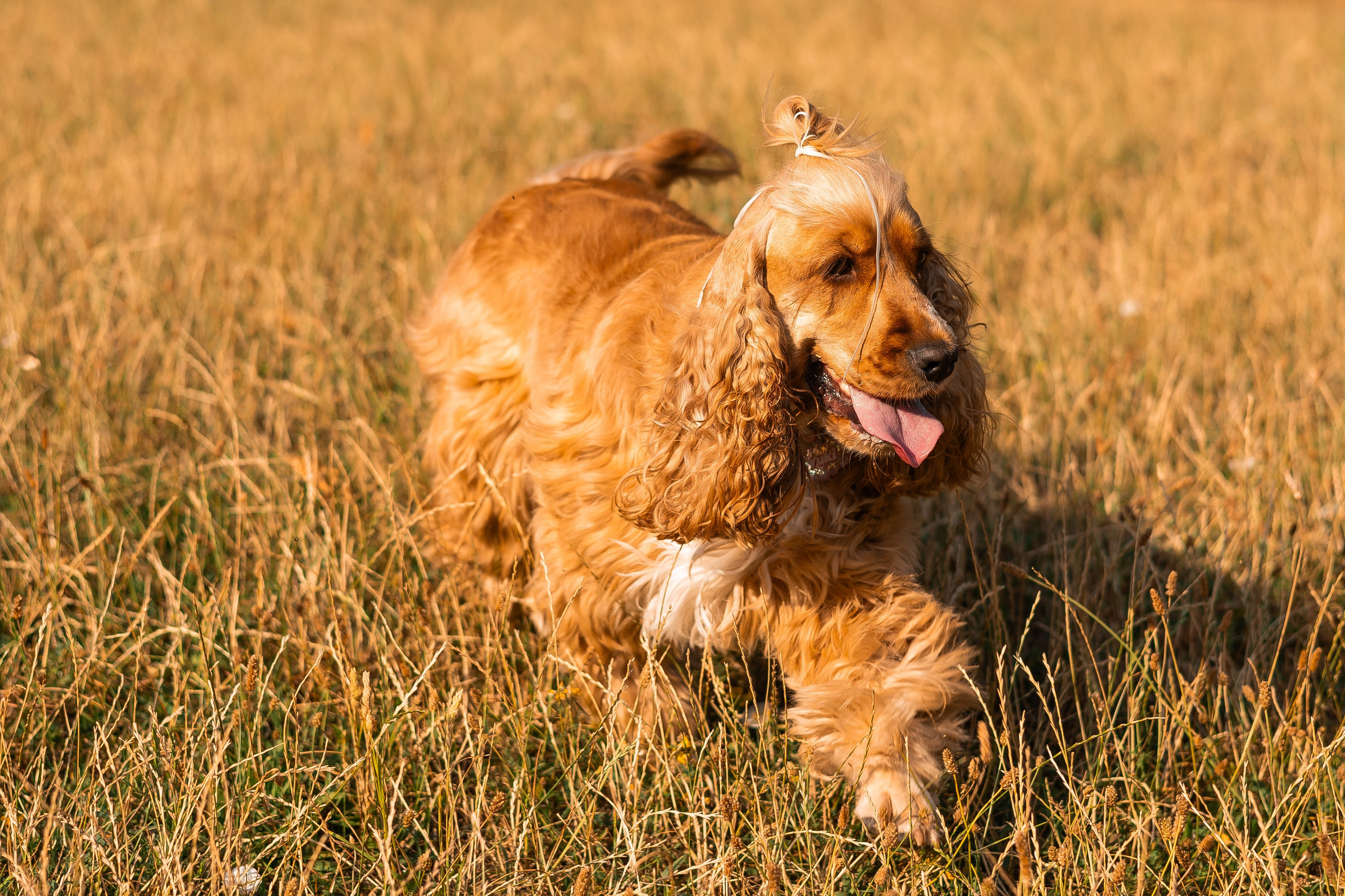 Алина и Юки. Фотограф-анималист | Белград
