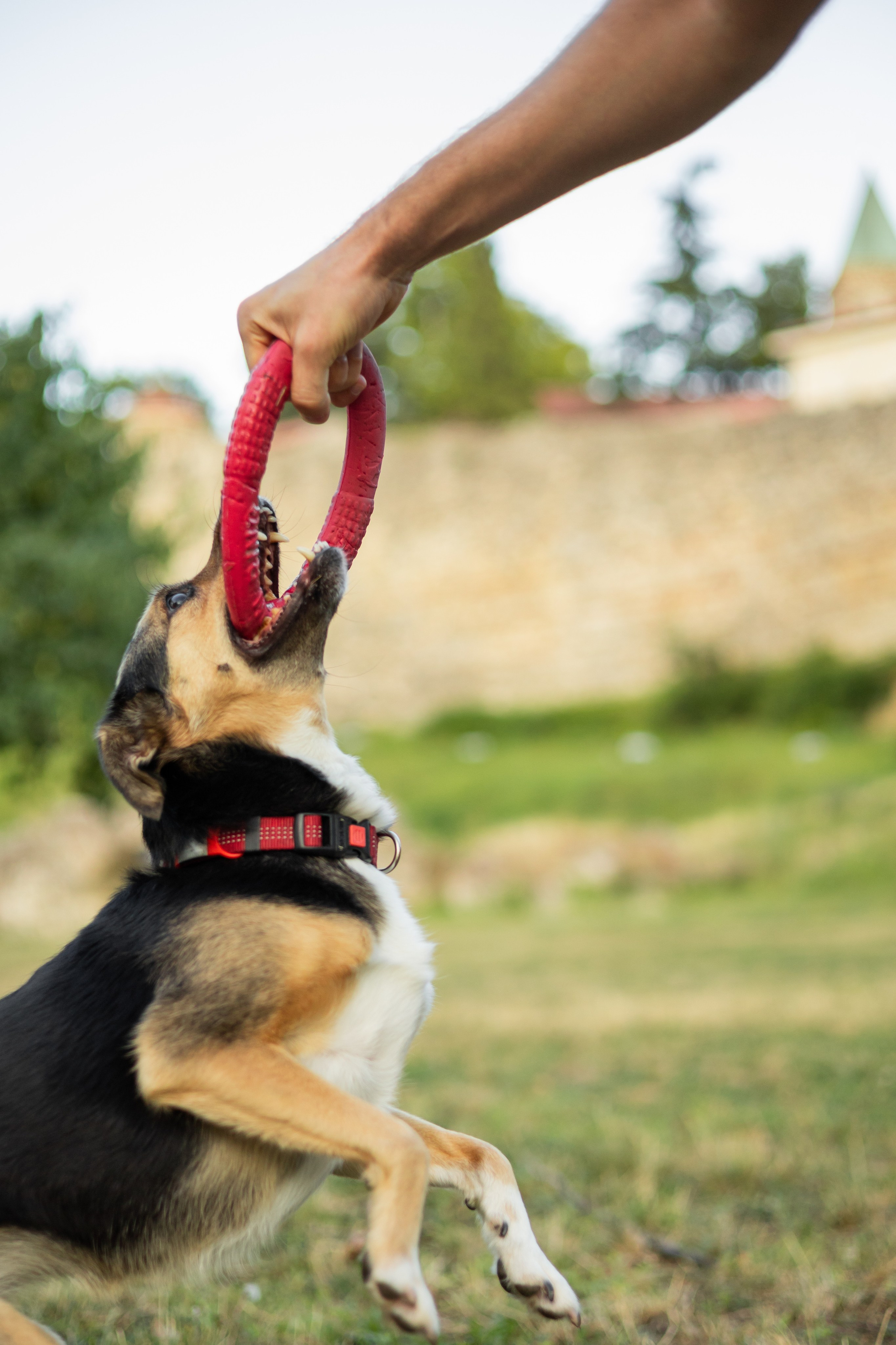 Настя, Денис и Мося. Фотограф-анималист | Белград
