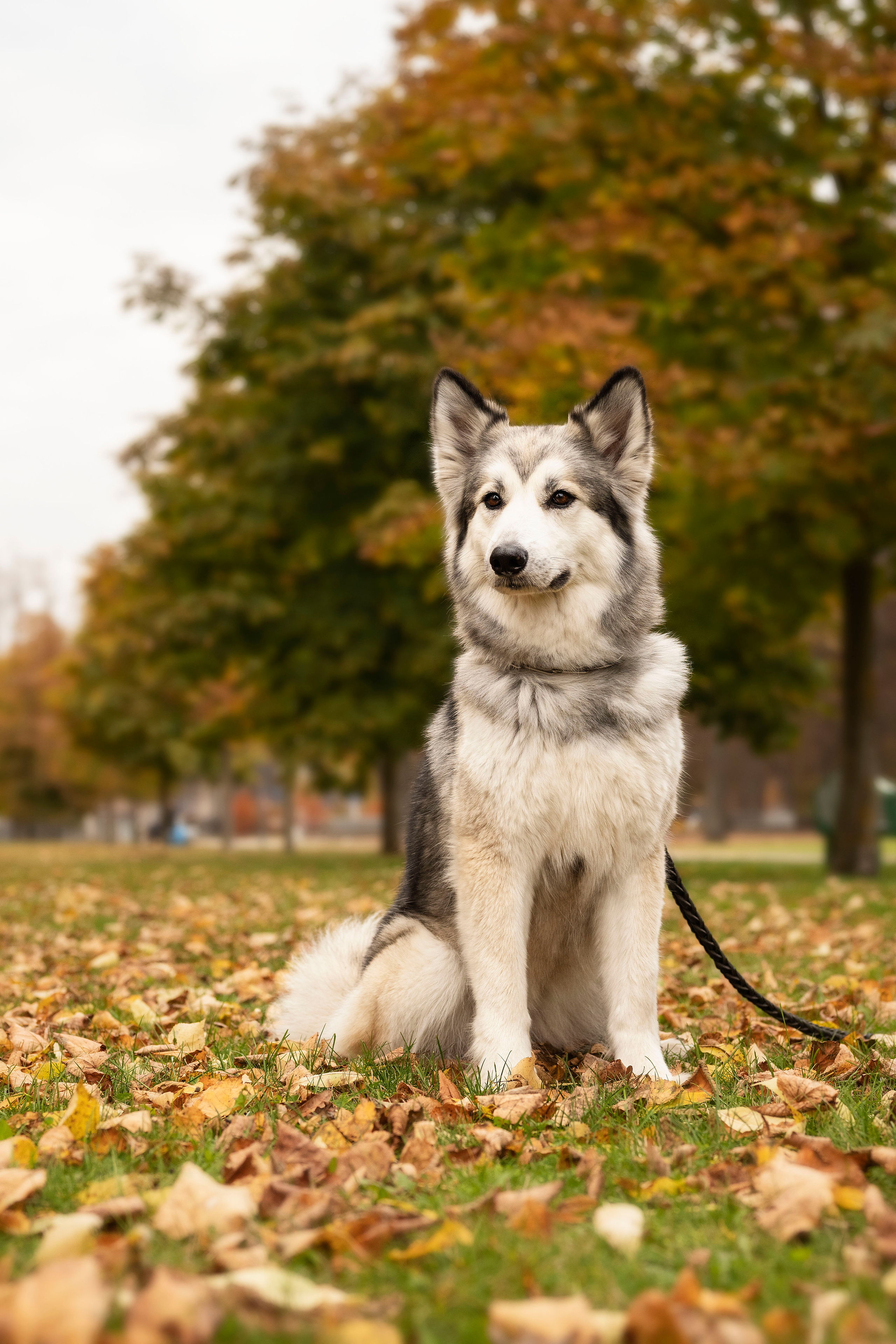 Настя и хаски. Осеннее настроение. Анна Григьян — фотограф ретушёр в Даугавпилсе (Латвия)