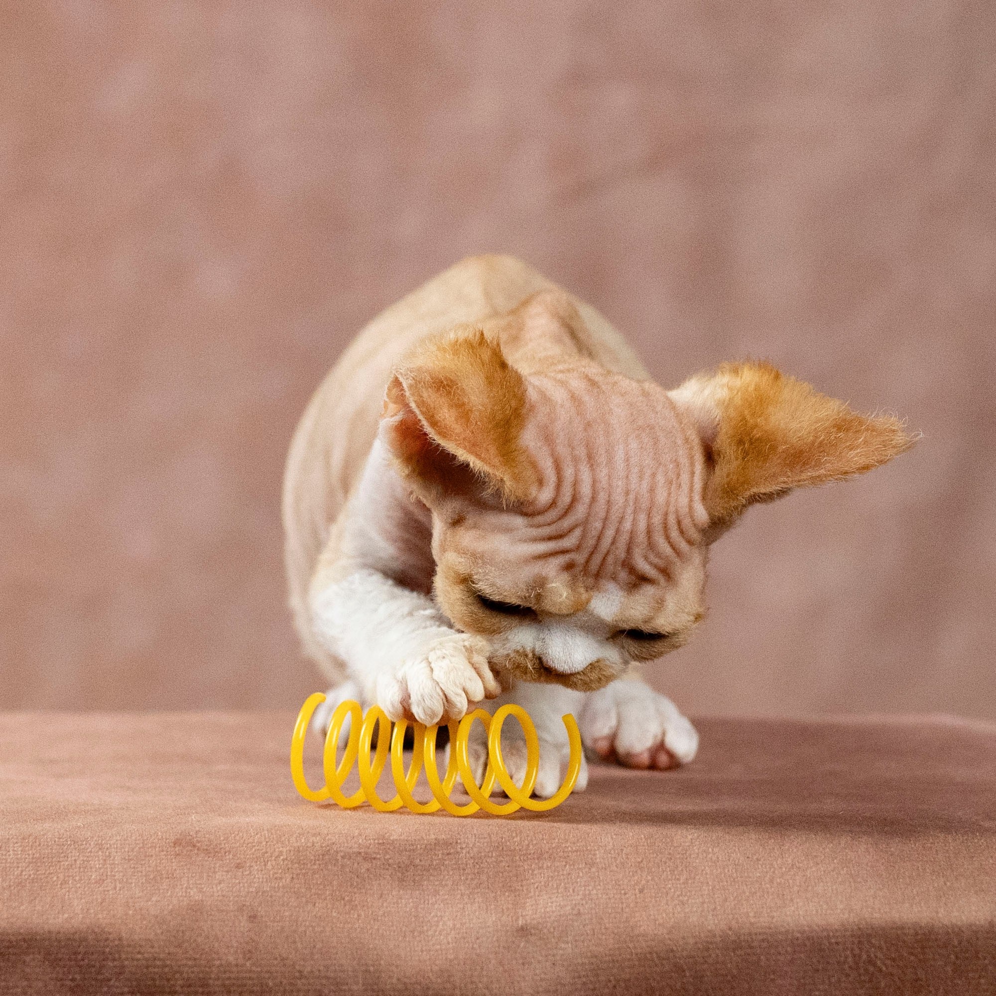 Dobby, boy. Devon Rex Pixie Cattery