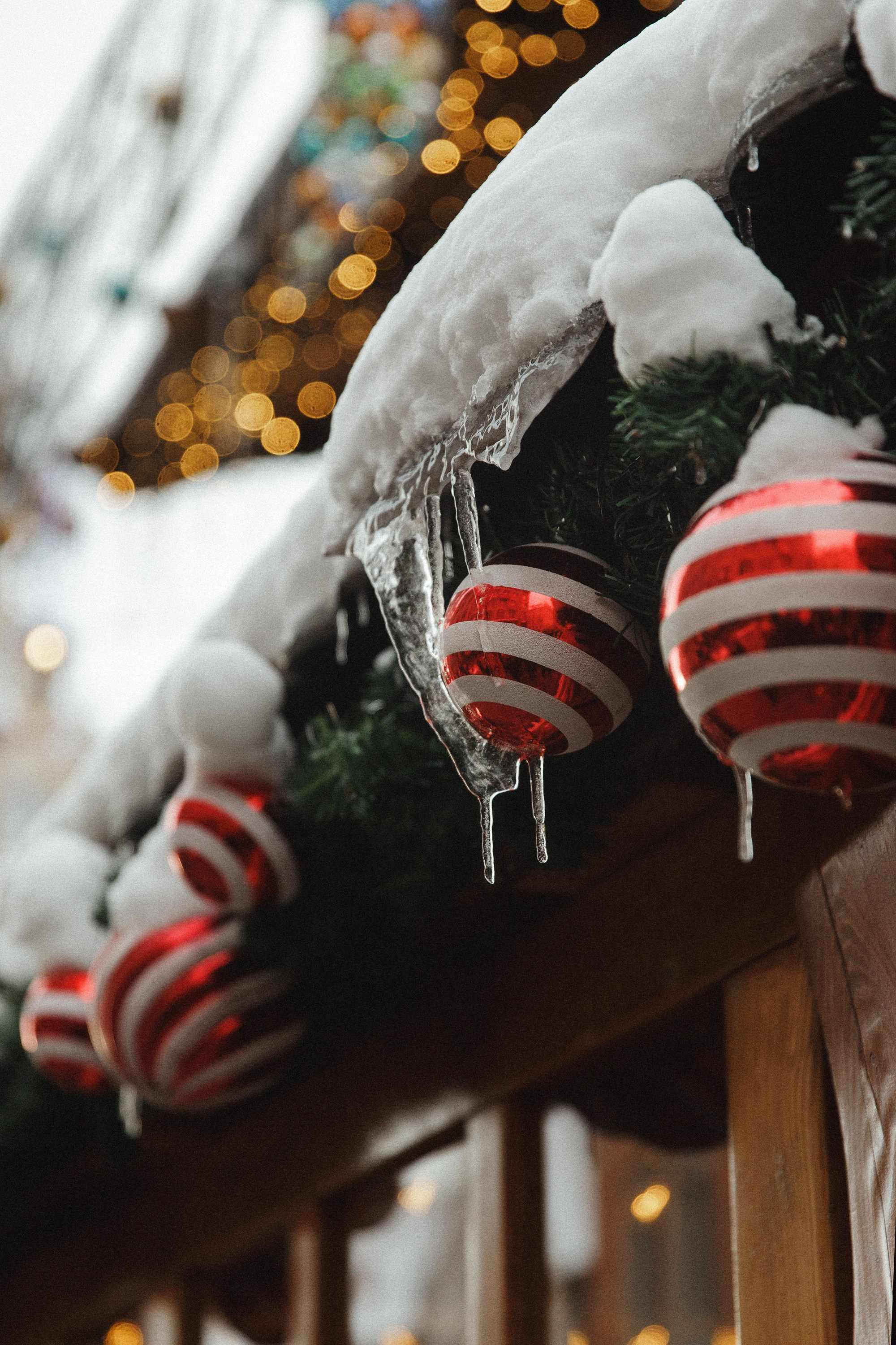 Masha & Andrei. Kaja | fotograf psów we Wrocławiu