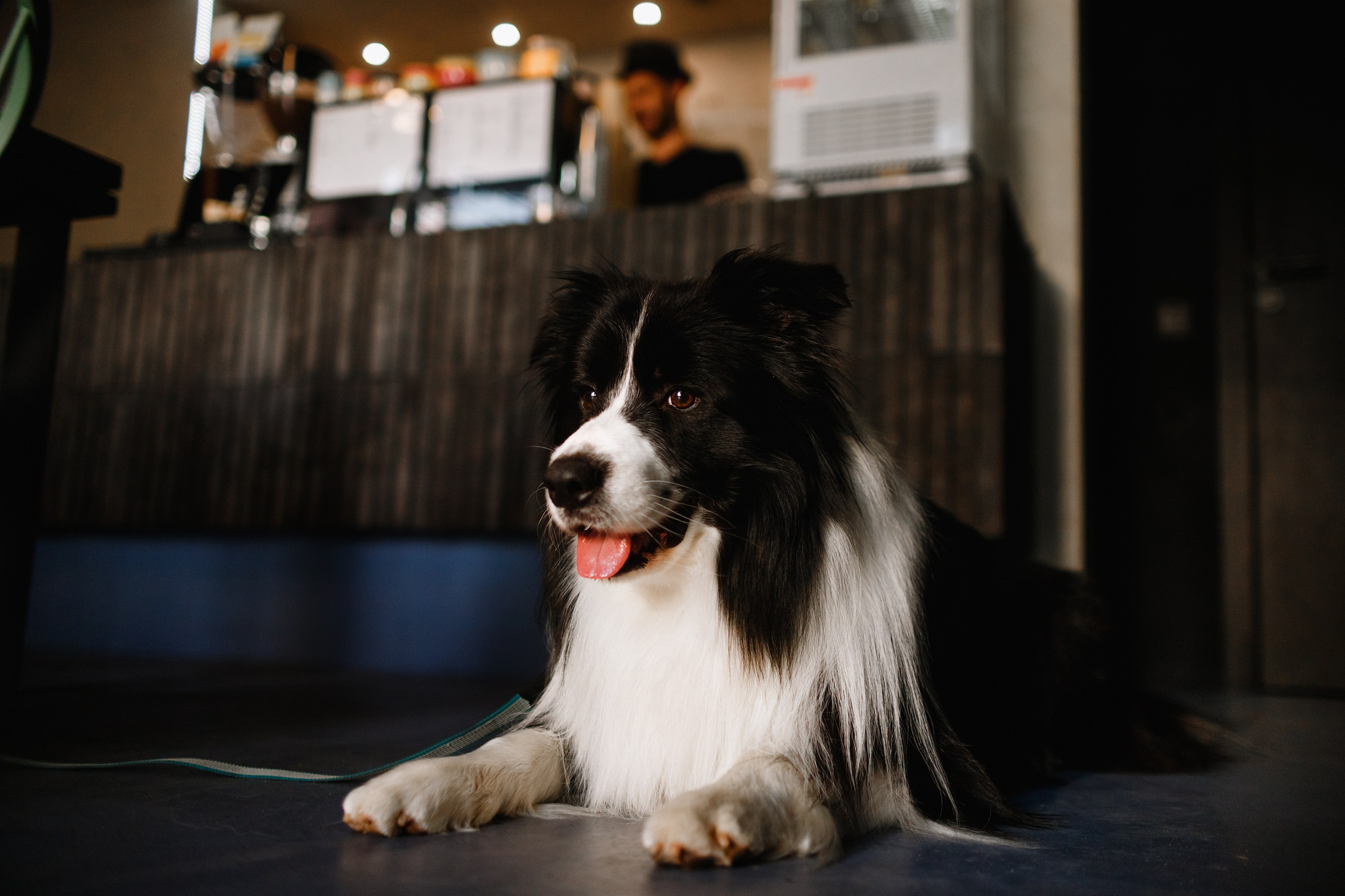 Evgenia & Richard. Kaja | fotograf we Wrocławiu | ludzie i psy