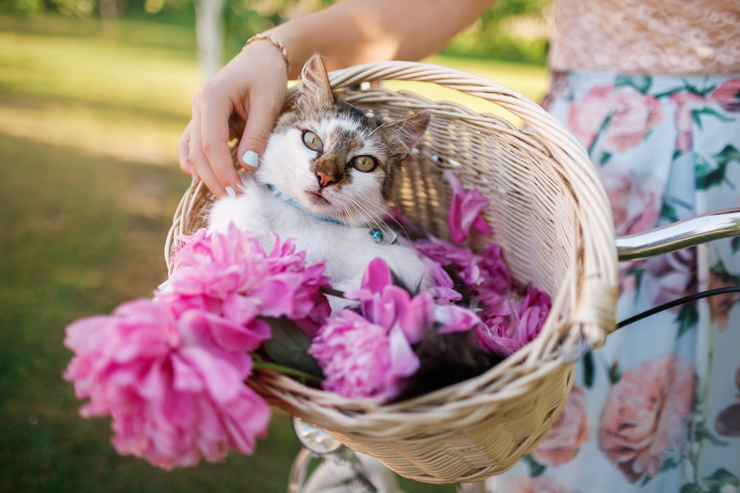Nastya & Spark and Boss. Kaja | fotograf psów we Wrocławiu