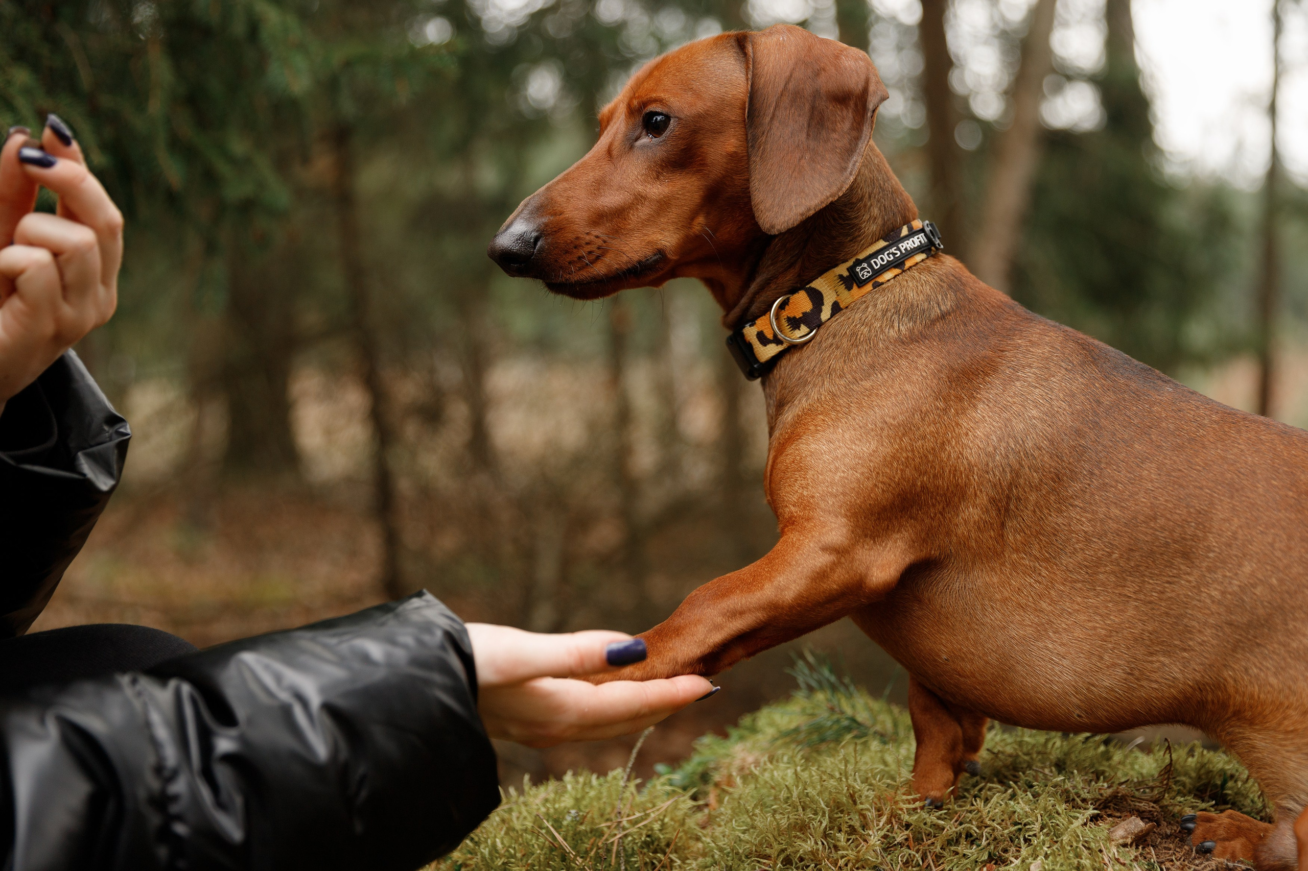 Ania, Franek & Vincent. Kaja | fotograf psów we Wrocławiu