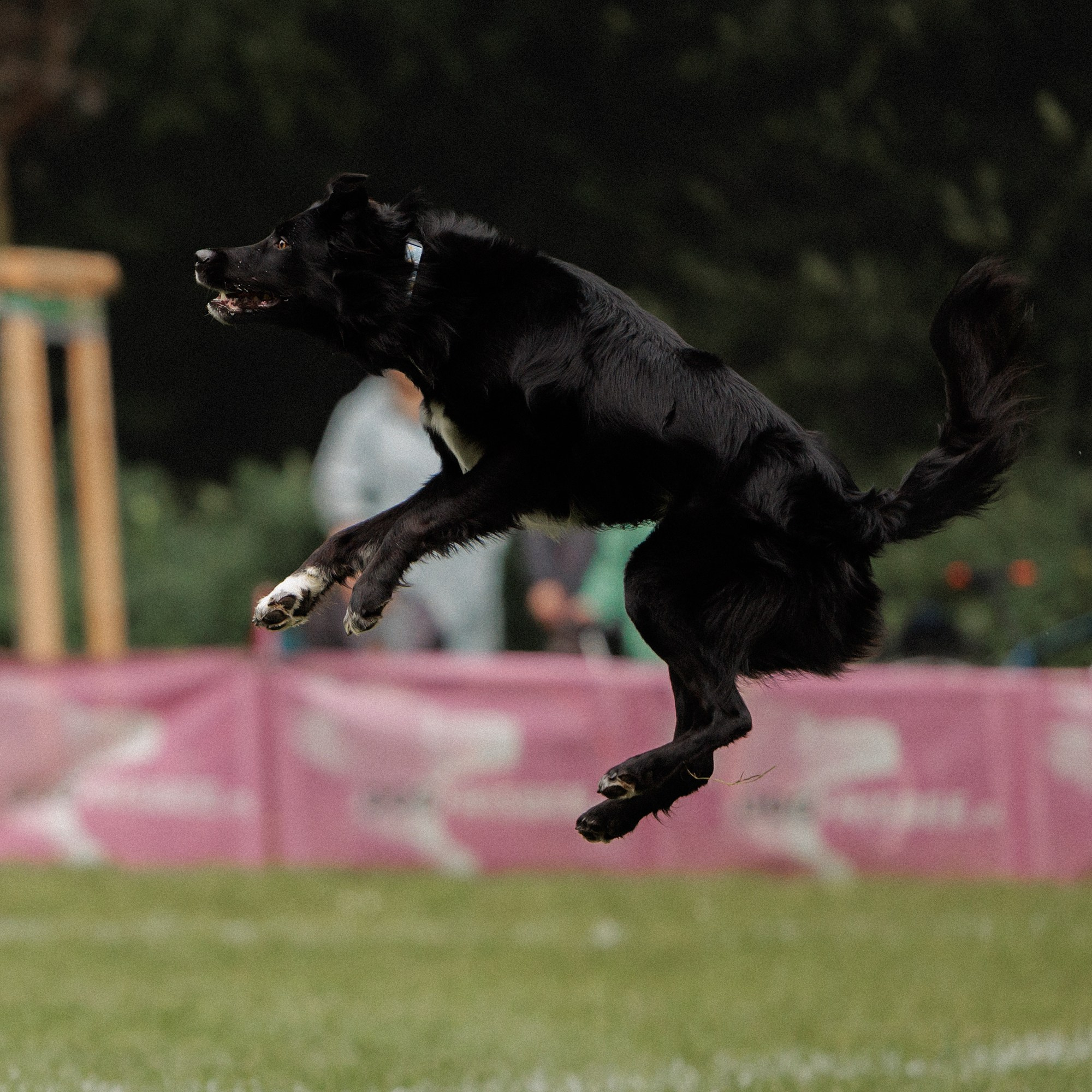 Latające psy, Wrocław'25. Kaja | fotograf psów we Wrocławiu