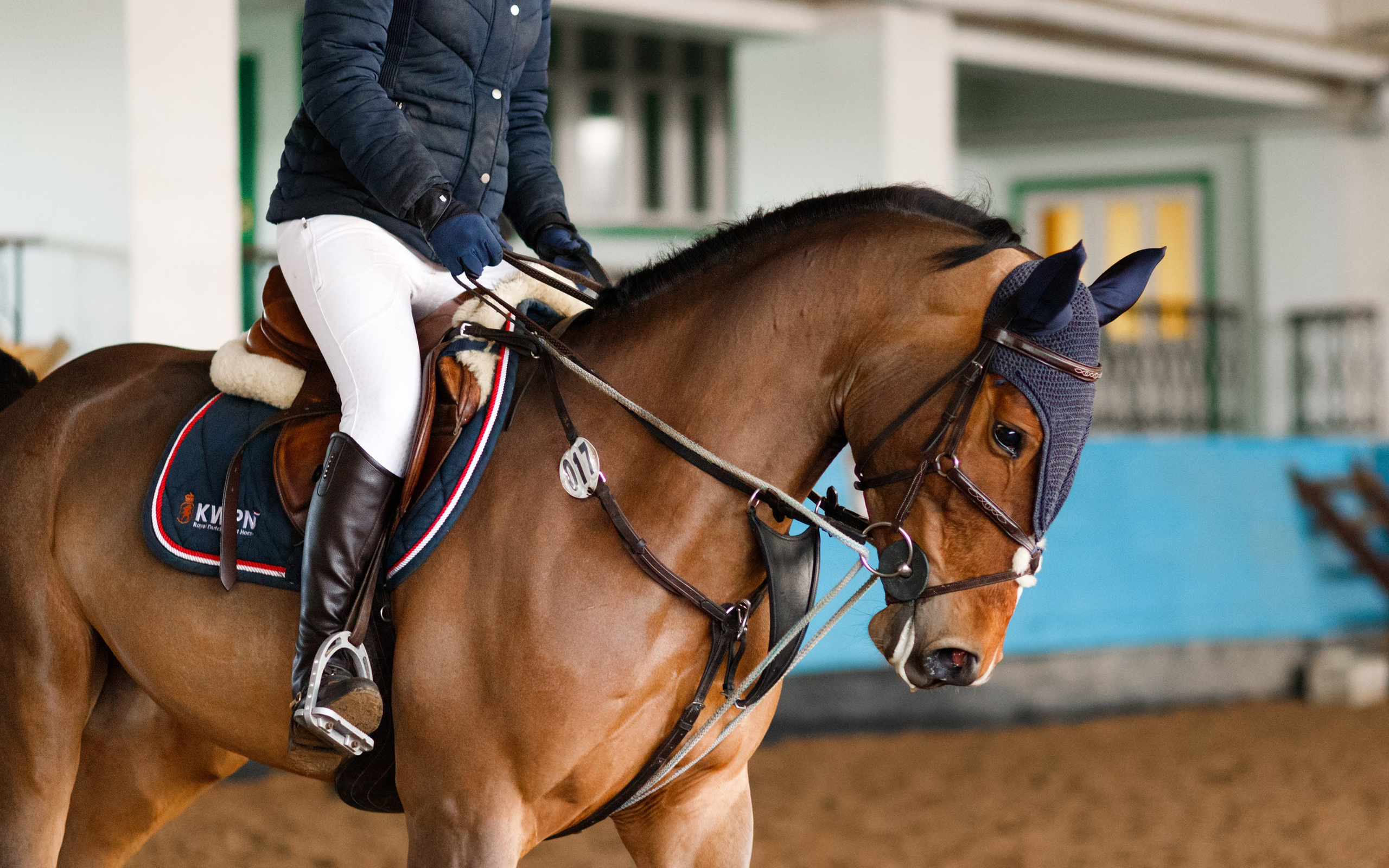 Winter show jumping in «Progress». Kaja | fotograf we Wrocławiu | ludzie i psy