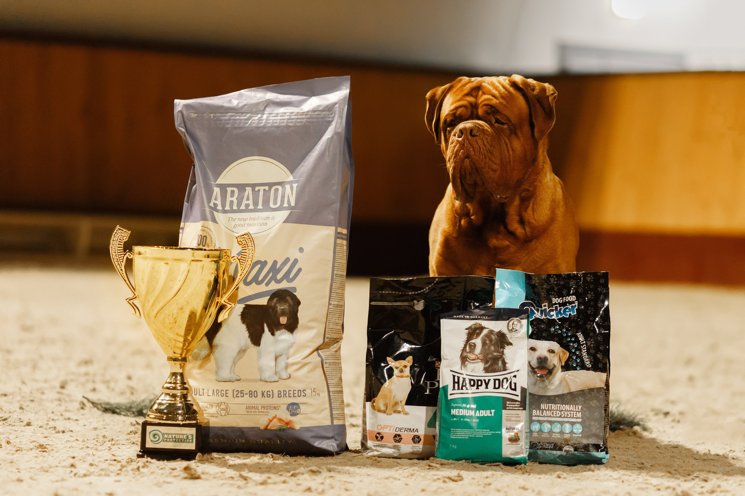 Dog shows | the best ones. Kaja | fotograf psów we Wrocławiu