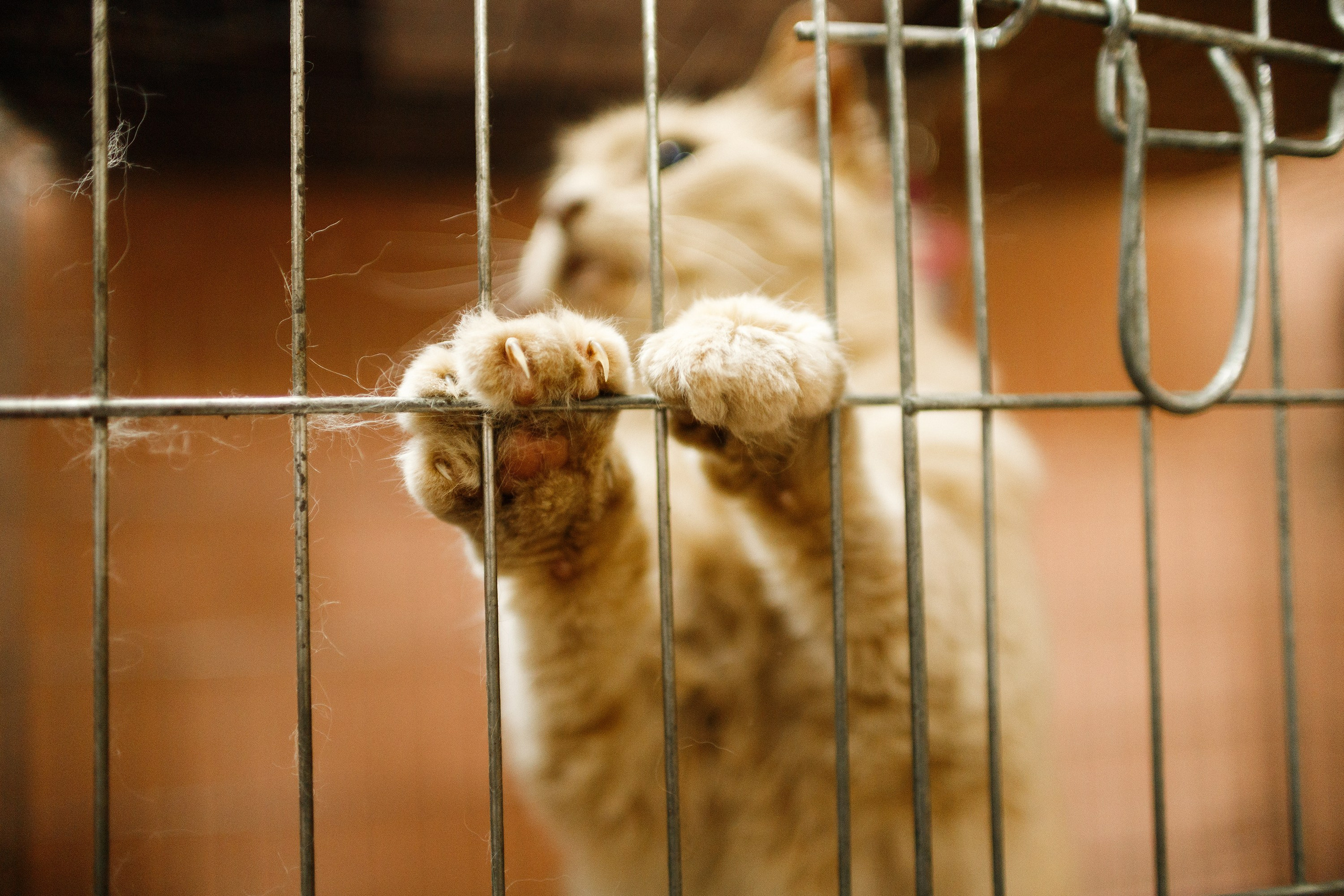 Shelter's cats for adoption. Kaja | fotograf we Wrocławiu | ludzie i psy
