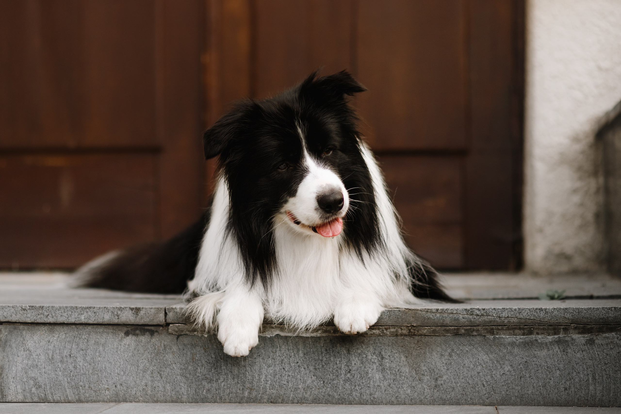 Evgenia & Richard. Kaja | fotograf we Wrocławiu | ludzie i psy